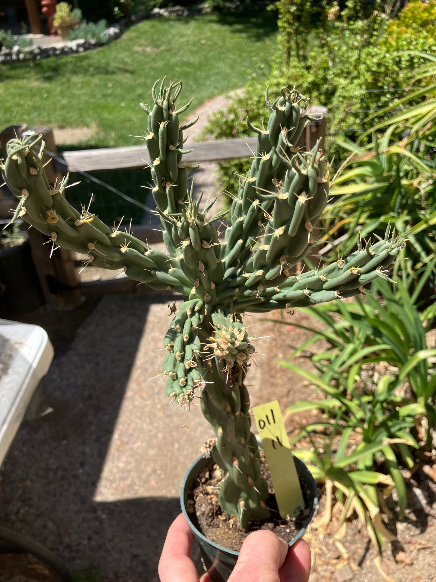 Cholla Cylindropuntia  Buckhorn  Cactus 12”Tall #011Y