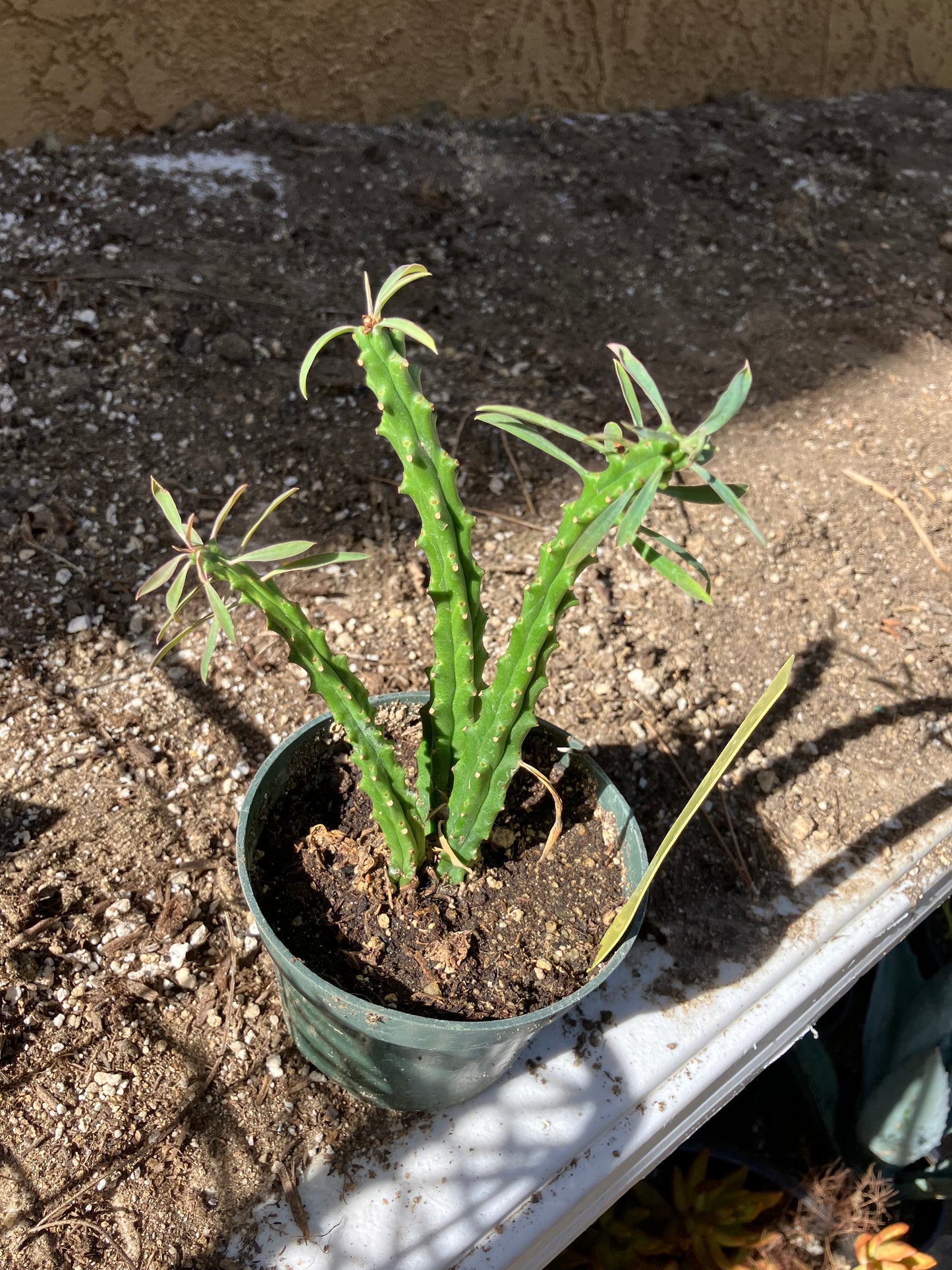 Euphorbia loricata African Palm Tree 5"Tall #15Y