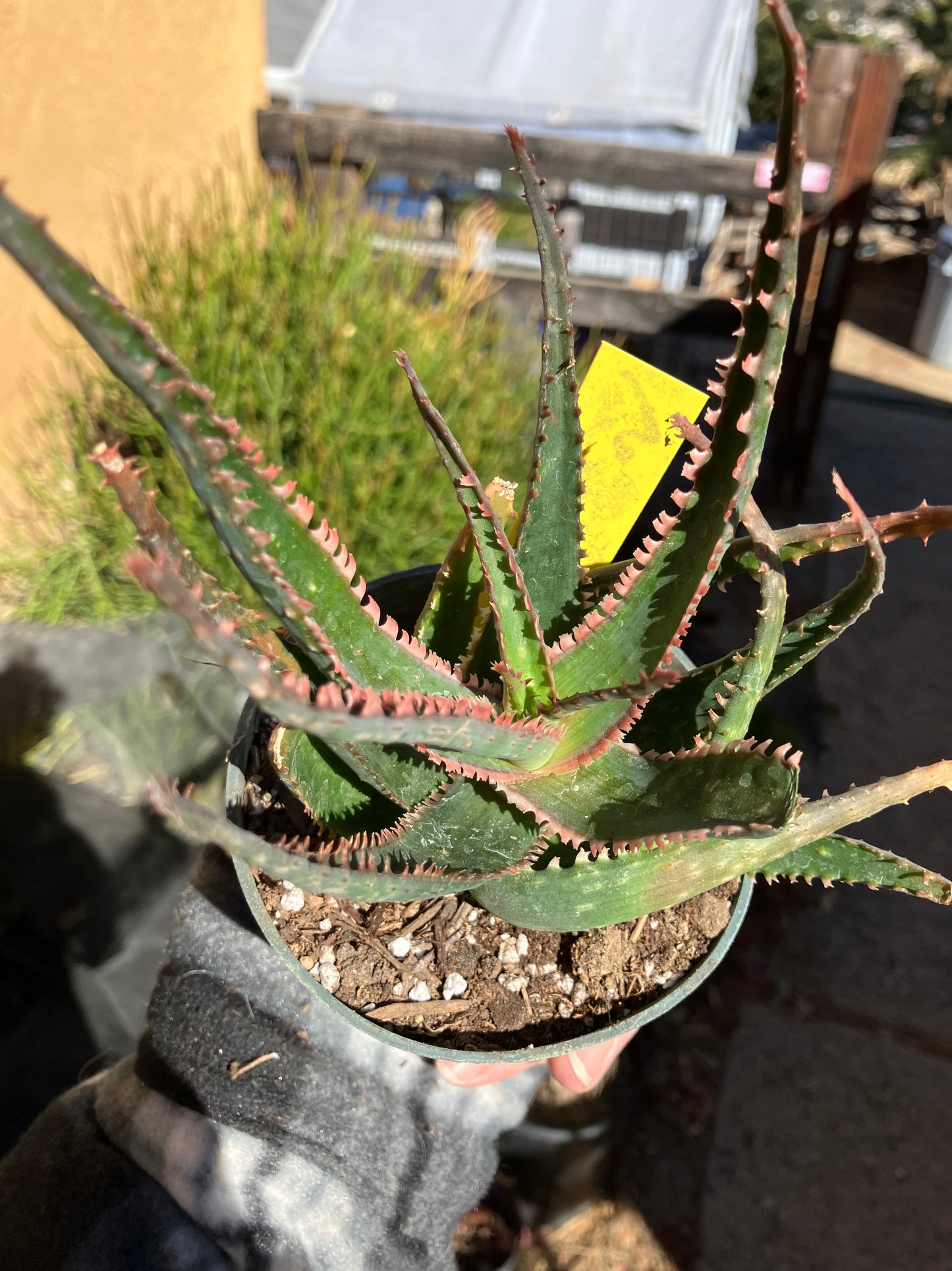 Aloe  Swordfish Succulent 6" Wide #5Y