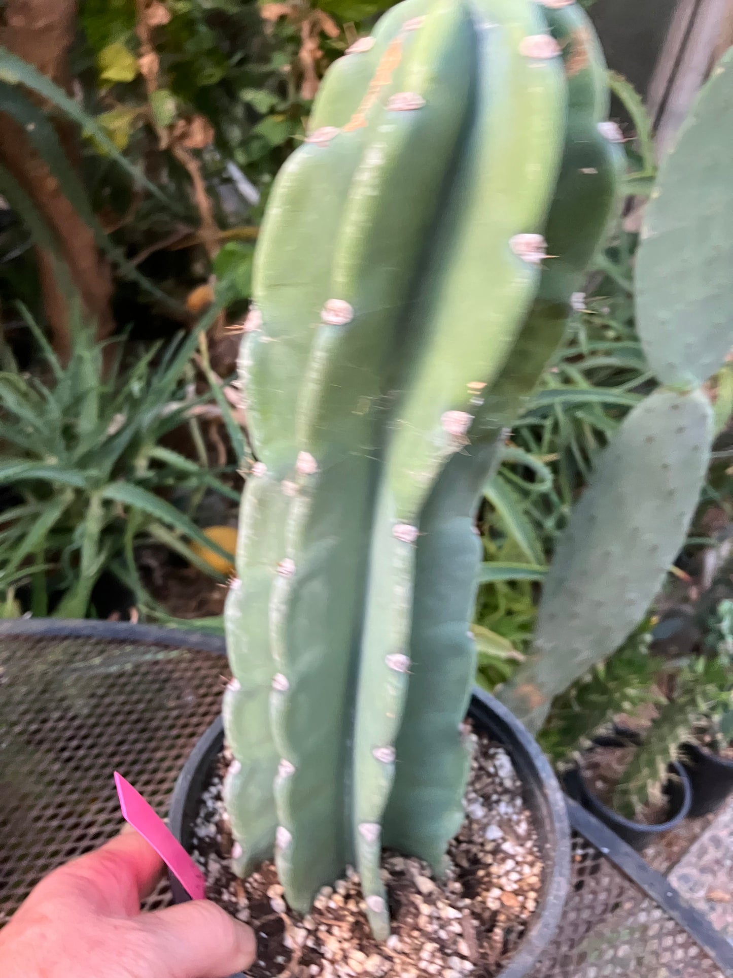 Cereus Peruvianus Night Blooming 13"Tall #113P