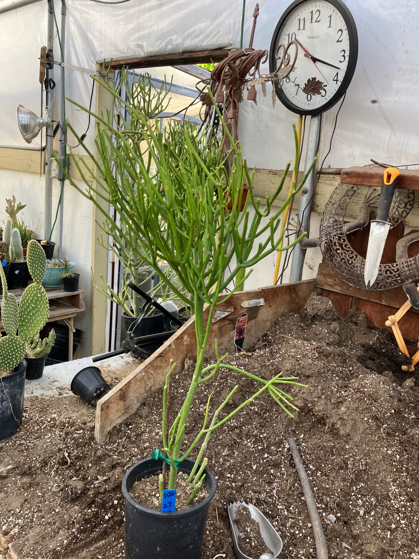 Euphorbia tirucalli Pencil cactus 27"Tall 11"Wide #1172B