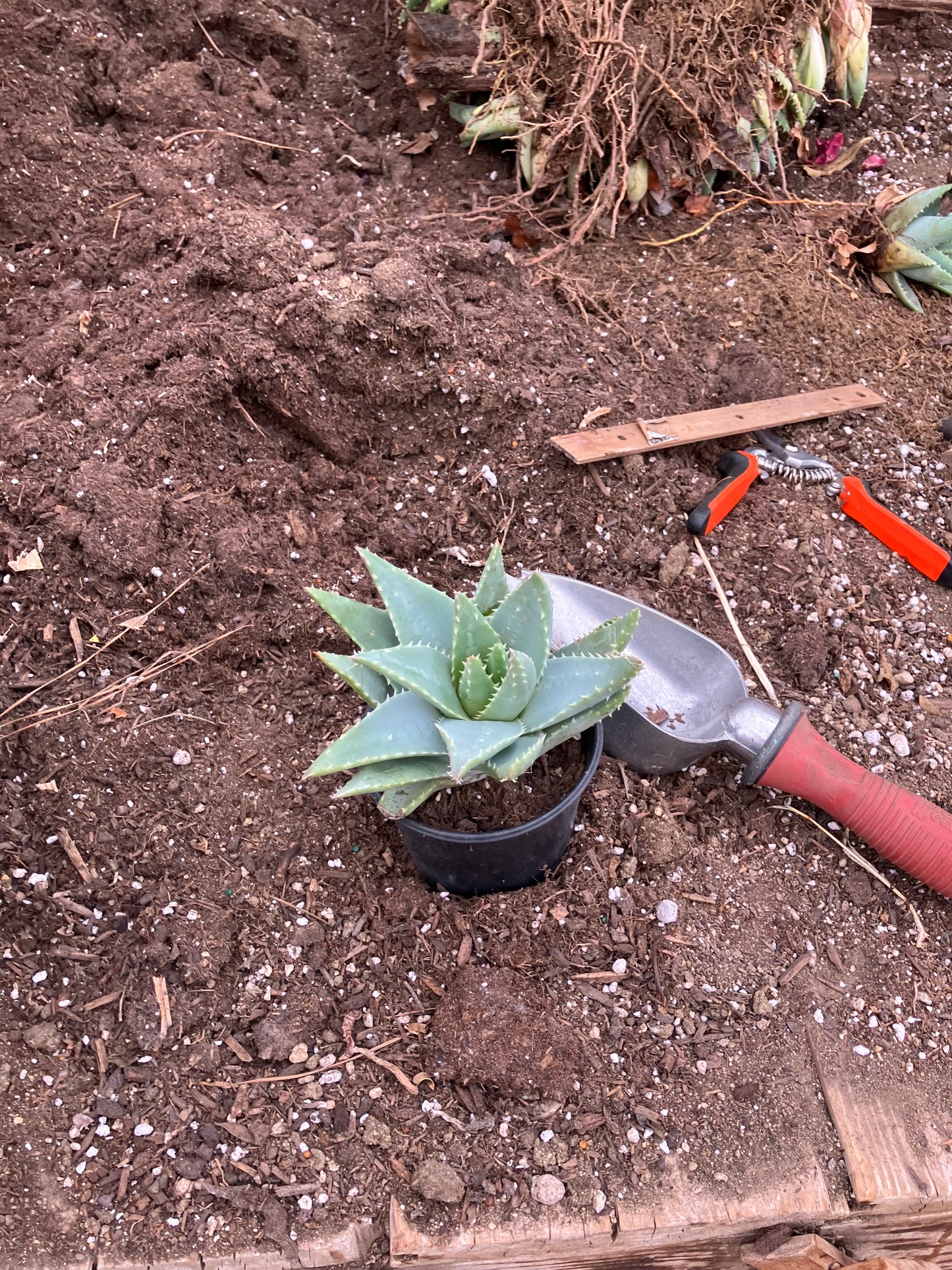 Aloe Brevifolia Short Leaf Aloe  Succulent 5" Wide #91G