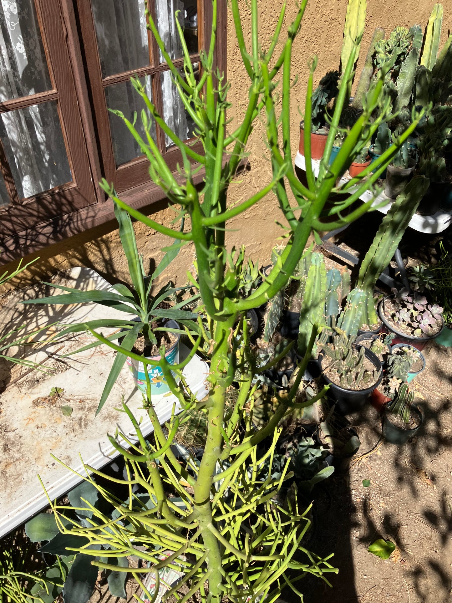 Euphorbia tirucalli Pencil Cactus/Succulent 44"Tall 17"Wide #21R