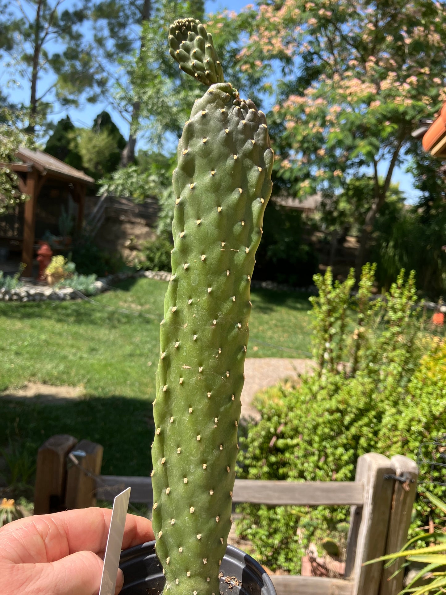 Opuntia Consolea rubescens Road Kill Cactus 13"Tall #130W