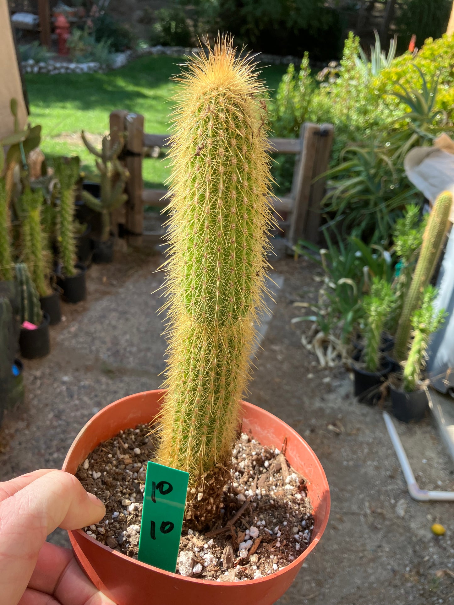 Cleistocactus hyalacanthus Cactus Columnar 10”Tall #10G