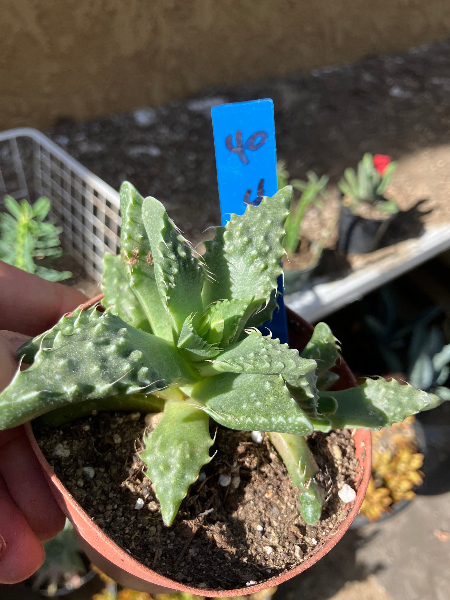 Faucaria tigrina Tiger Jaws 4"Wide #40B