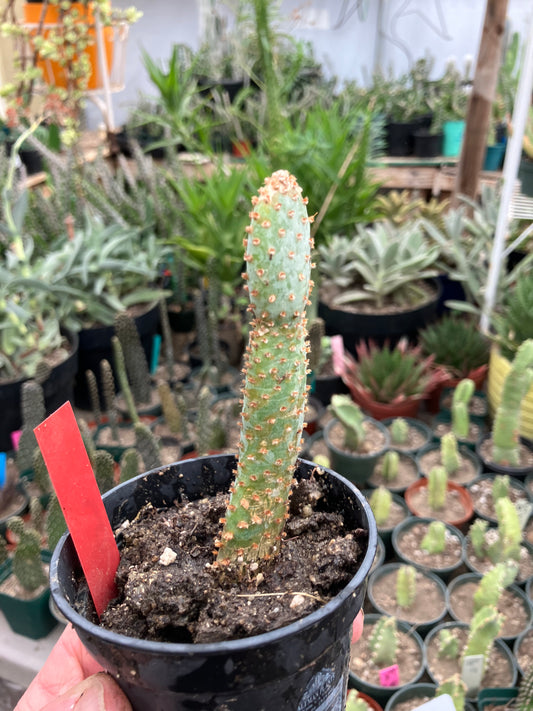 Opuntia Basilaris Beavertail Cactus 5"Tall #15R