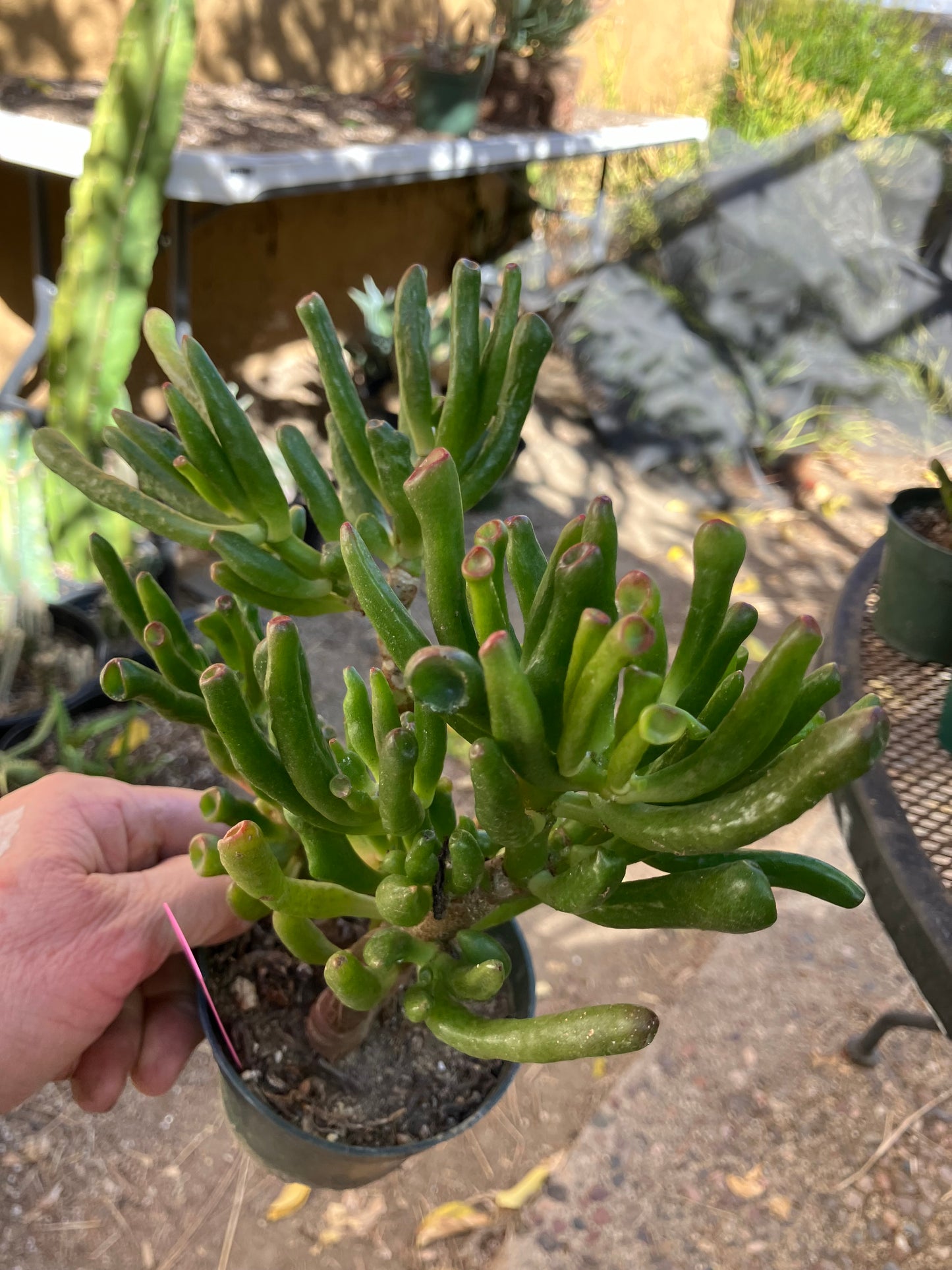 Crassula Gollum Jade Succulent Bonsai Style Living Plant 8”Tall #1P