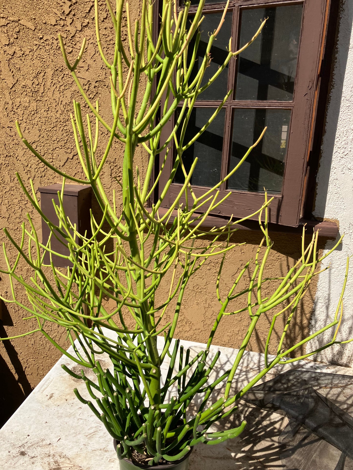 Euphorbia tirucalli Pencil Cactus/Succulent 38"Tall 20"Wide #114W