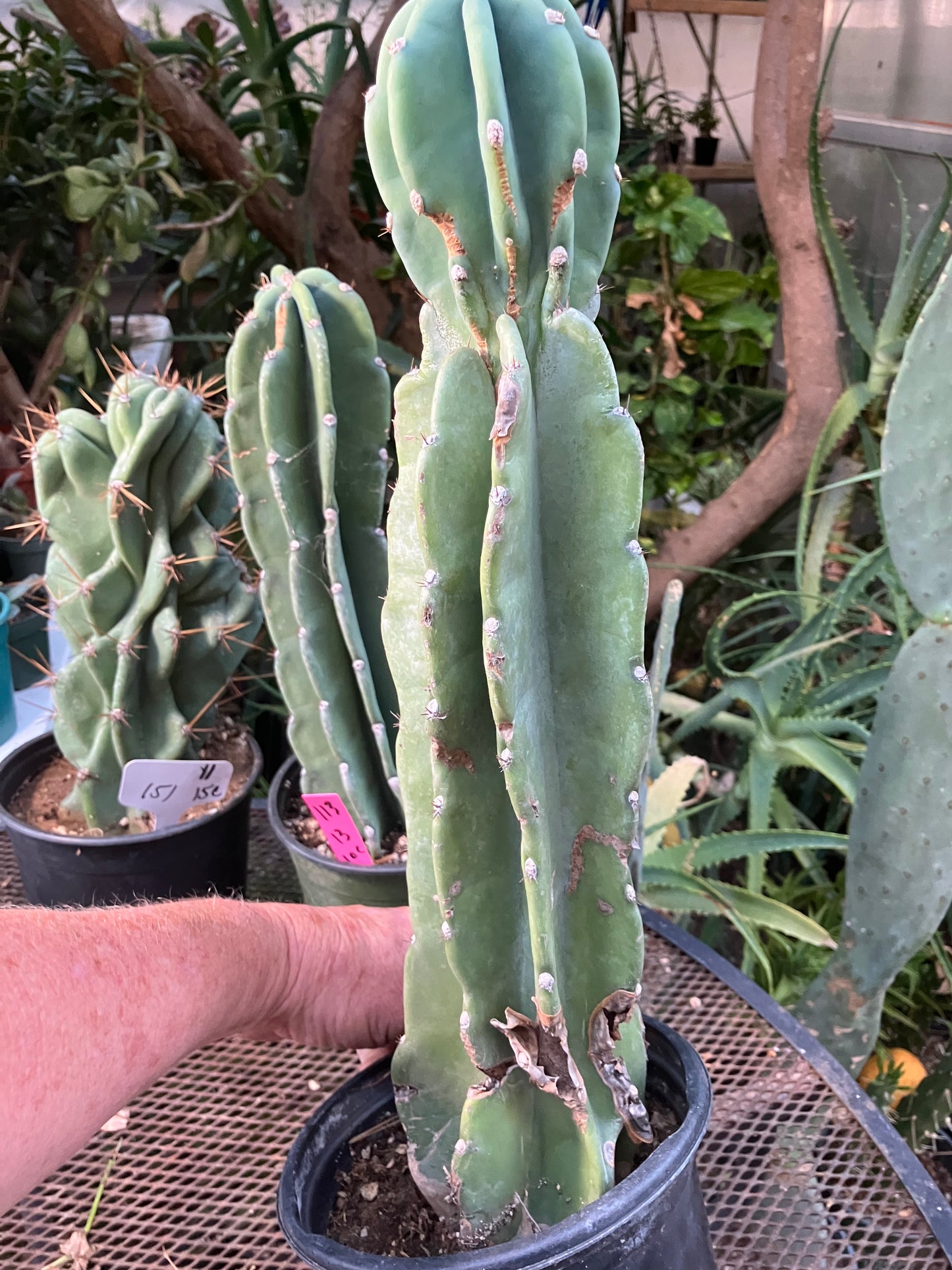 Cereus Peruvianus Night Blooming 17"Tall #117B