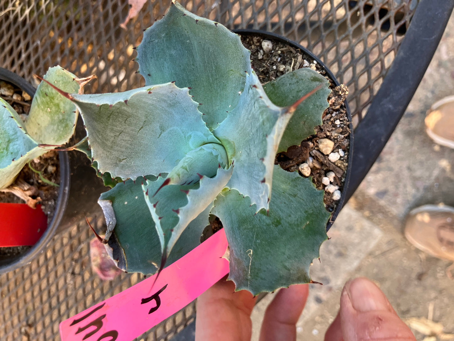 Agave Confederate Rose 4" Wide #041P