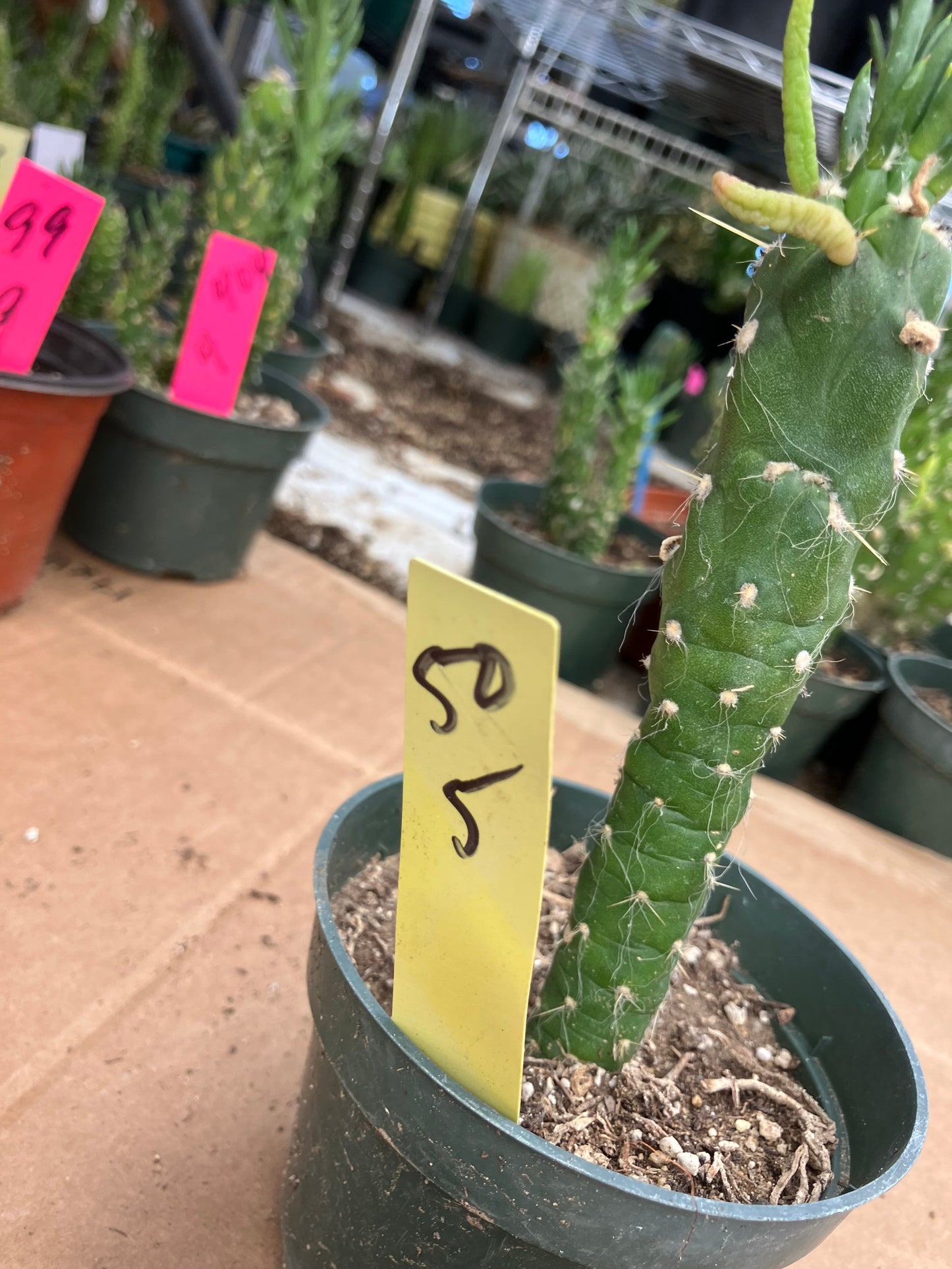 Austrocylindropuntia Cactus Gumbi Mini Eve's Needle 5"Tall #50Y