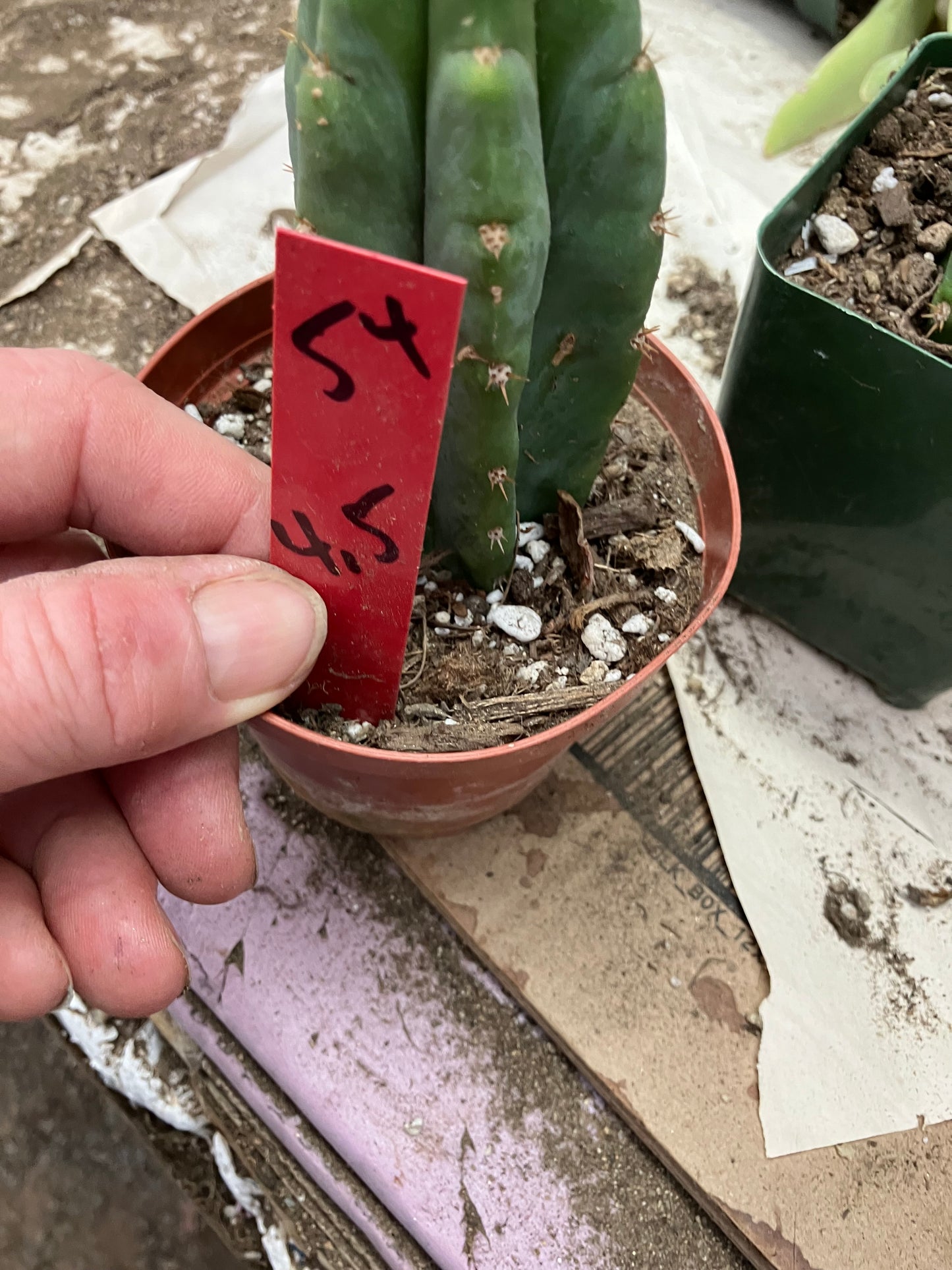 San Pedro Cactus  Trichocereus pachanoi 4.5"Tall #54R