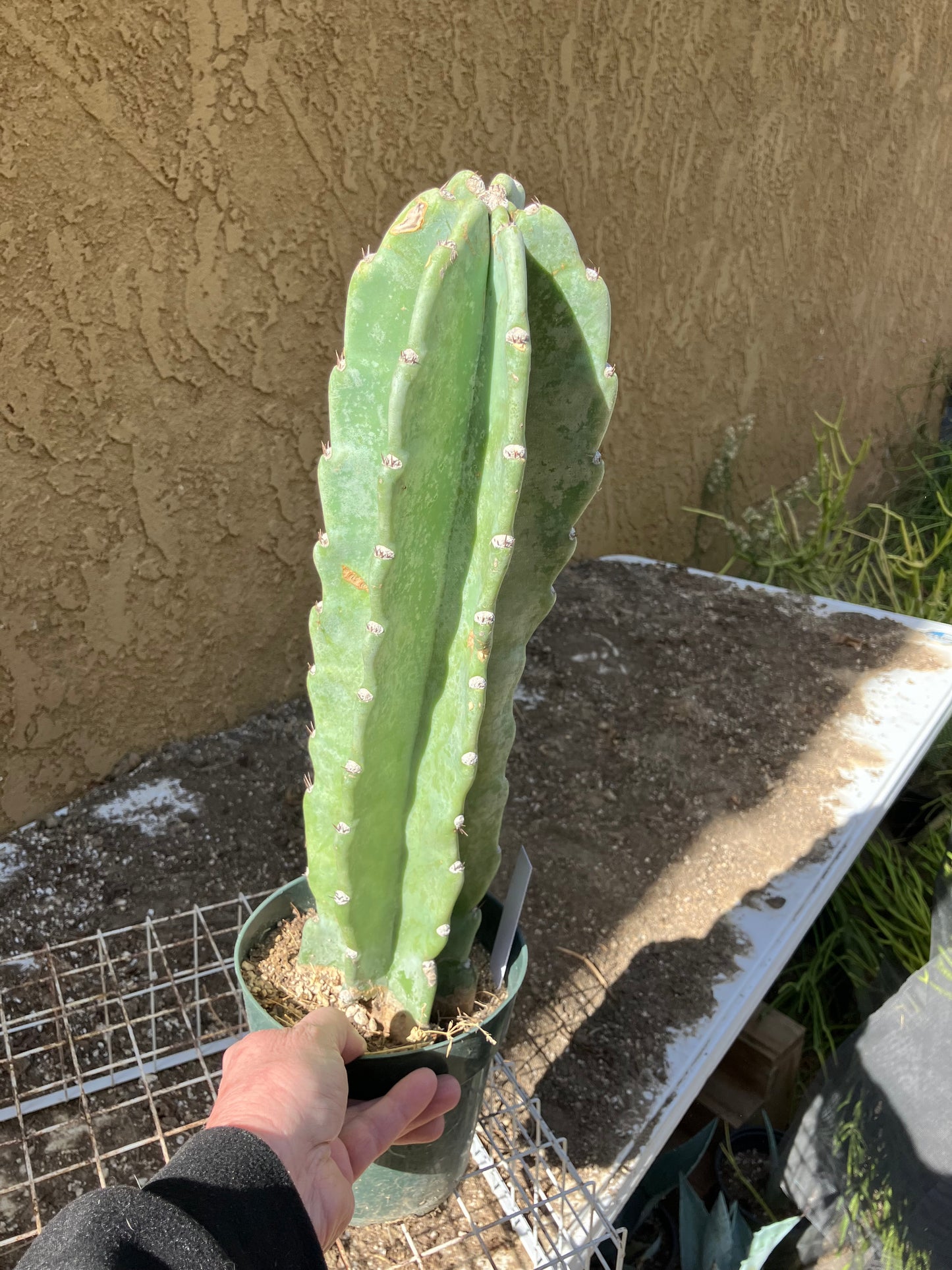 Cereus Peruvianus  Night Blooming 16"Tall #163W