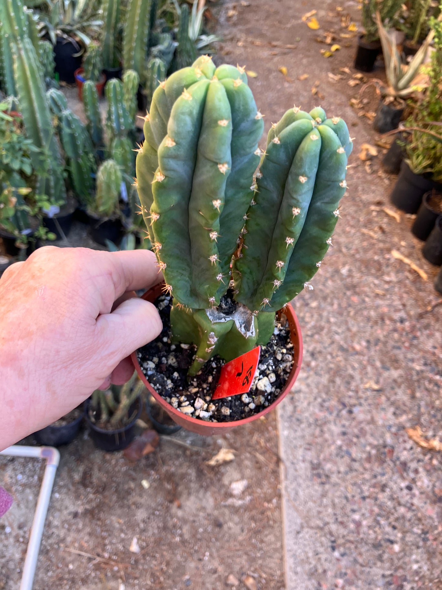 San Pedro Cactus - Trichocereus pachanoi 7"Tall #18R