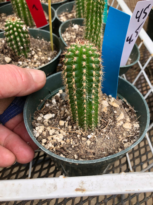 Trichocereus brevispinulosus Indian Comb Cactus 2.5"Tall #25B
