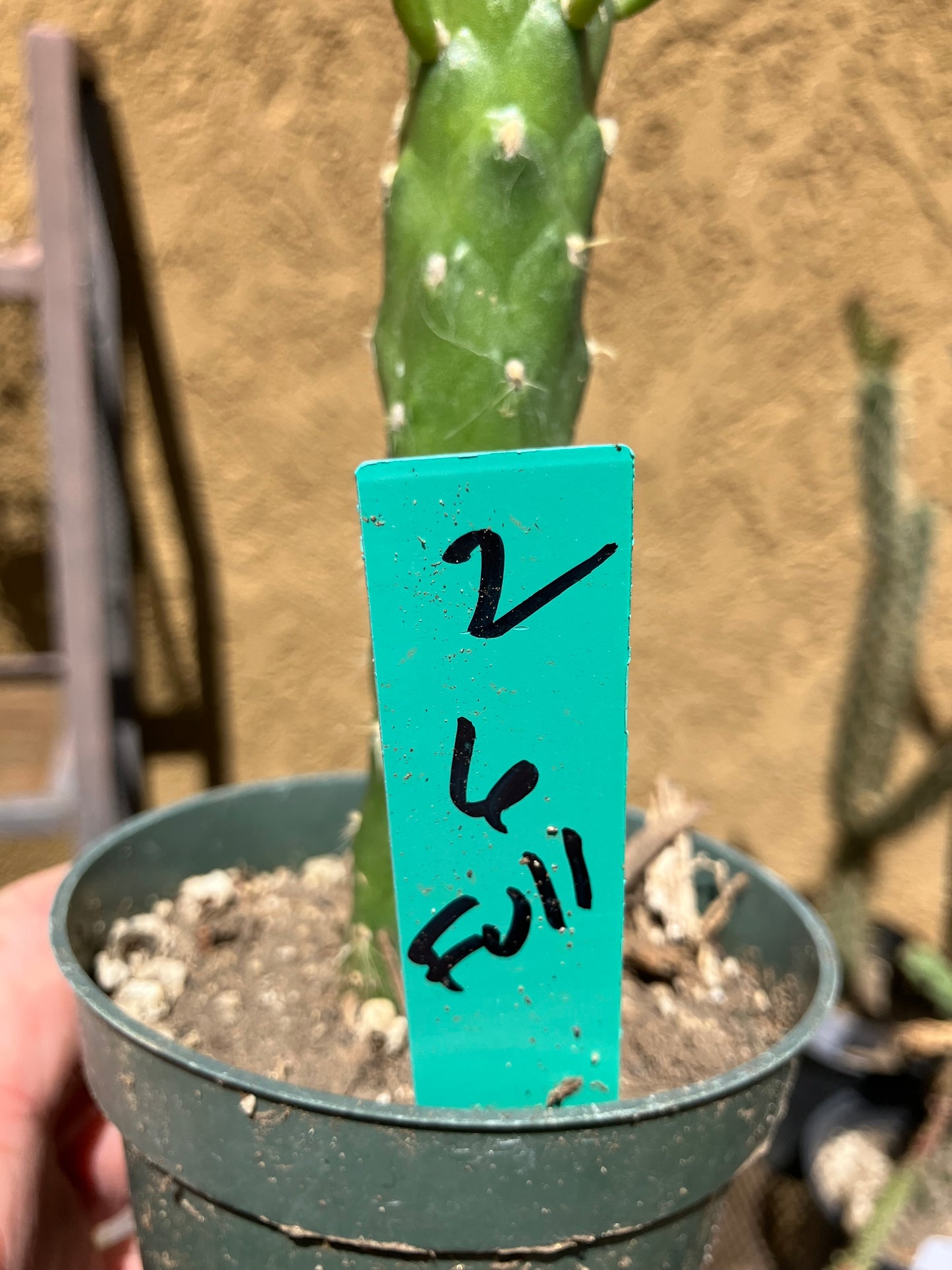 Austrocylindropuntia Full Size Eve's Needle 6"Tall #2G