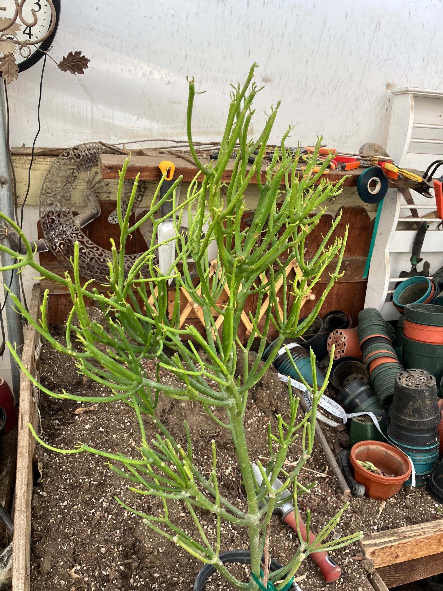 Euphorbia tirucalli Fire Stick 30"Tall 15"Wide #53B