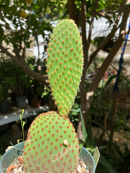 Opuntia microdasys Cinnamon Bunny Ears 6"Tall #24Y