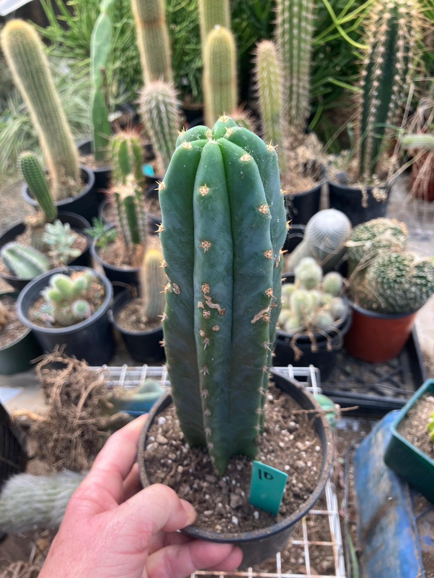 San Pedro Cactus - Trichocereus pachanoi 10" Tall #10G