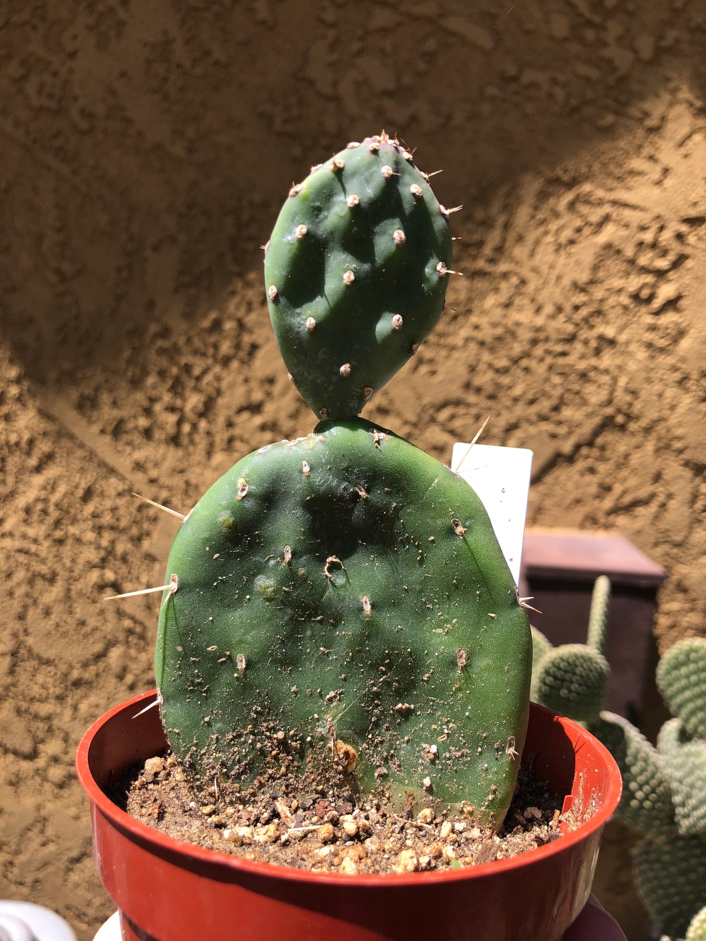 Opuntia Red Buttons Cactus 5" Tall #50W