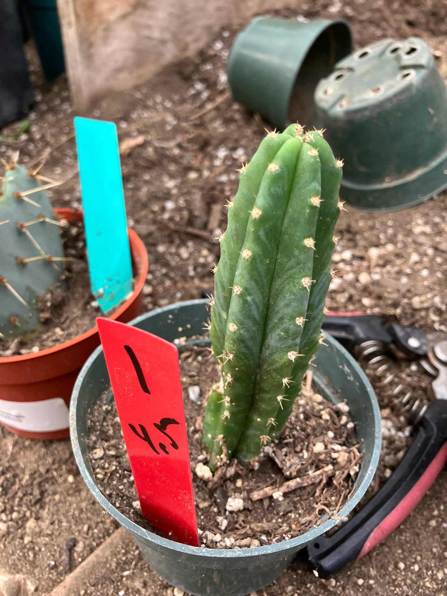 San Pedro Cactus - Trichocereus pachanoi 4.5"Tall #1R