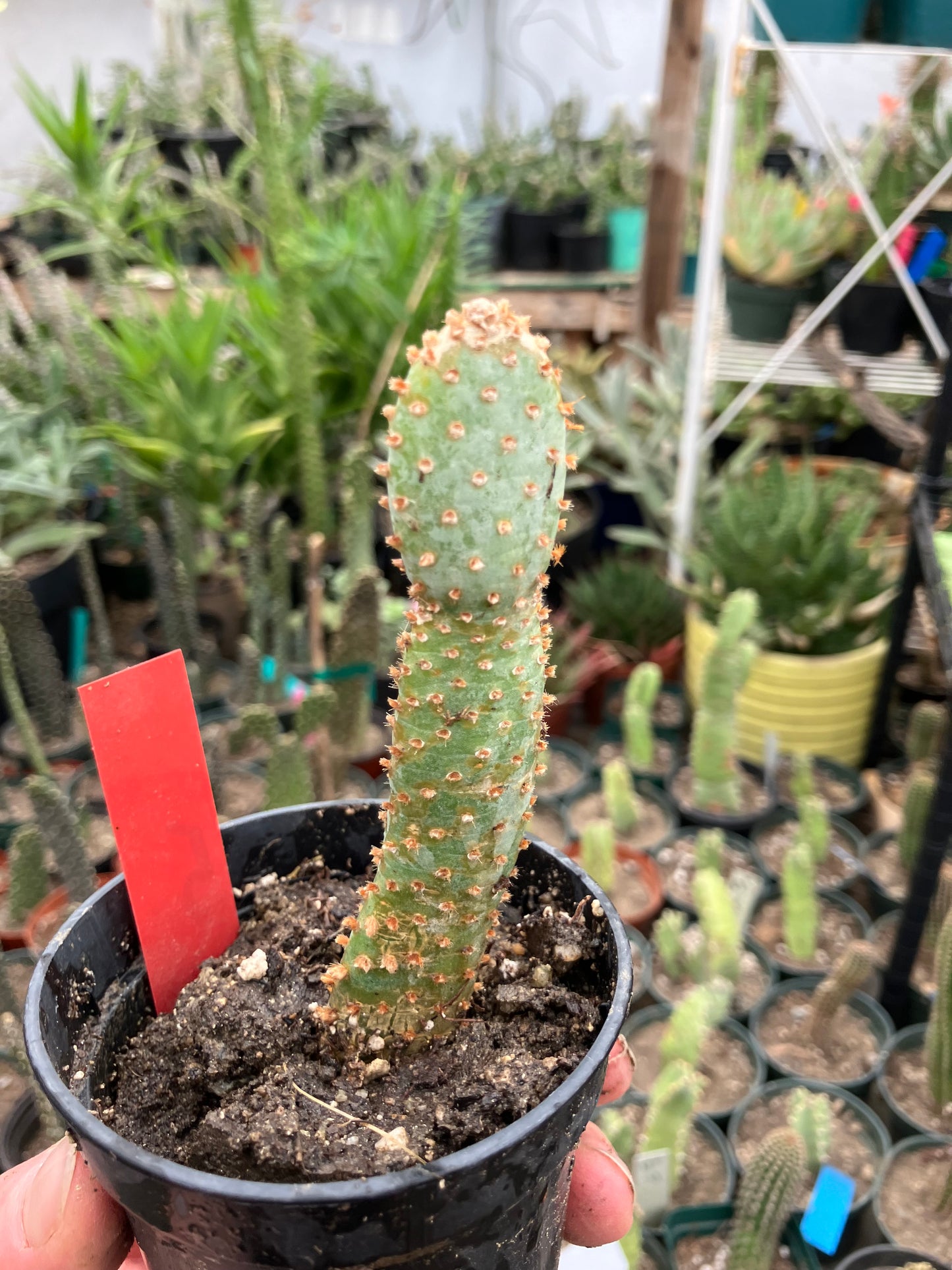 Opuntia Basilaris Beavertail Cactus 5"Tall #15R