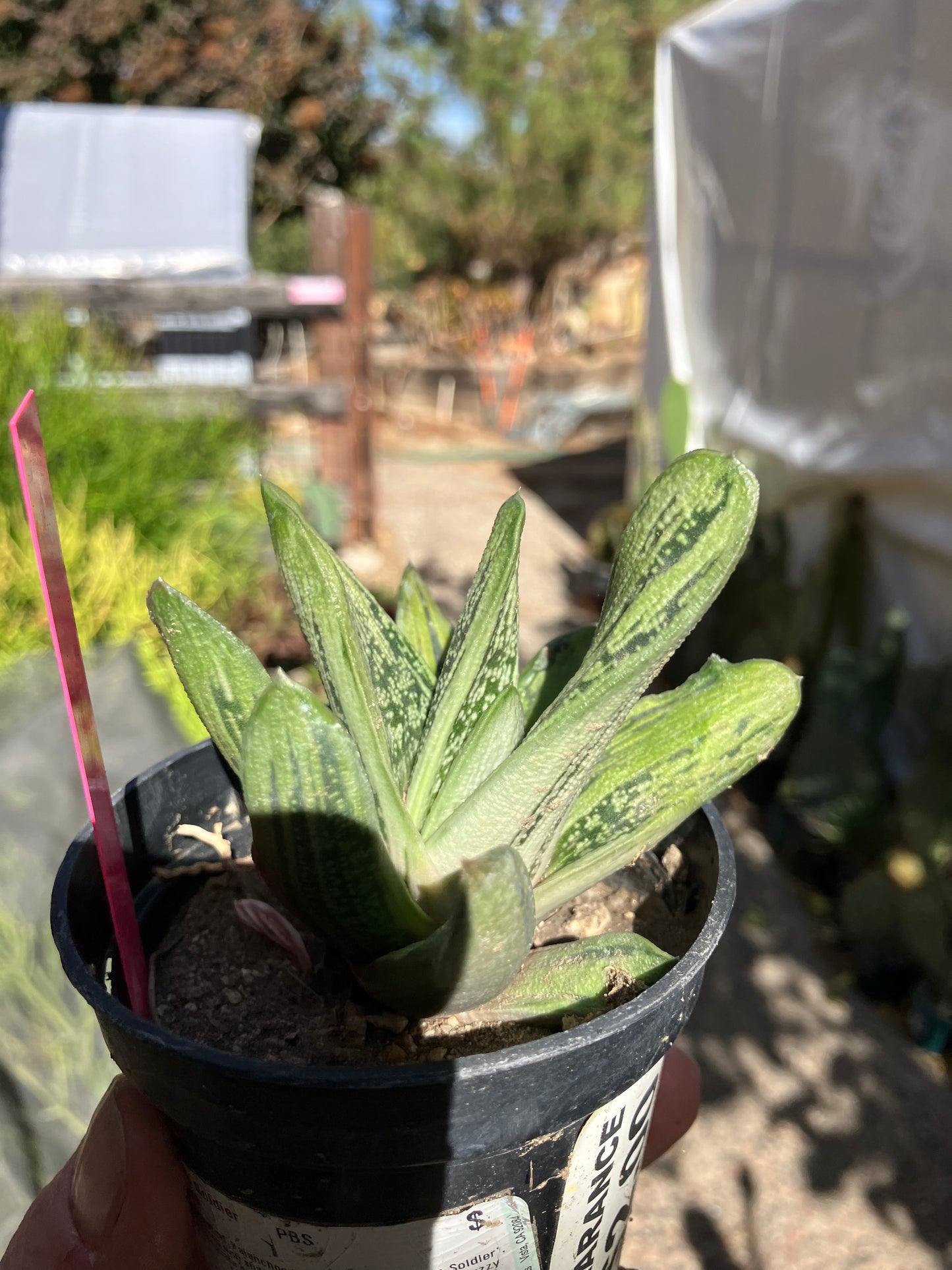 Gasteria Succulent Little Warty 7”Wide #31P