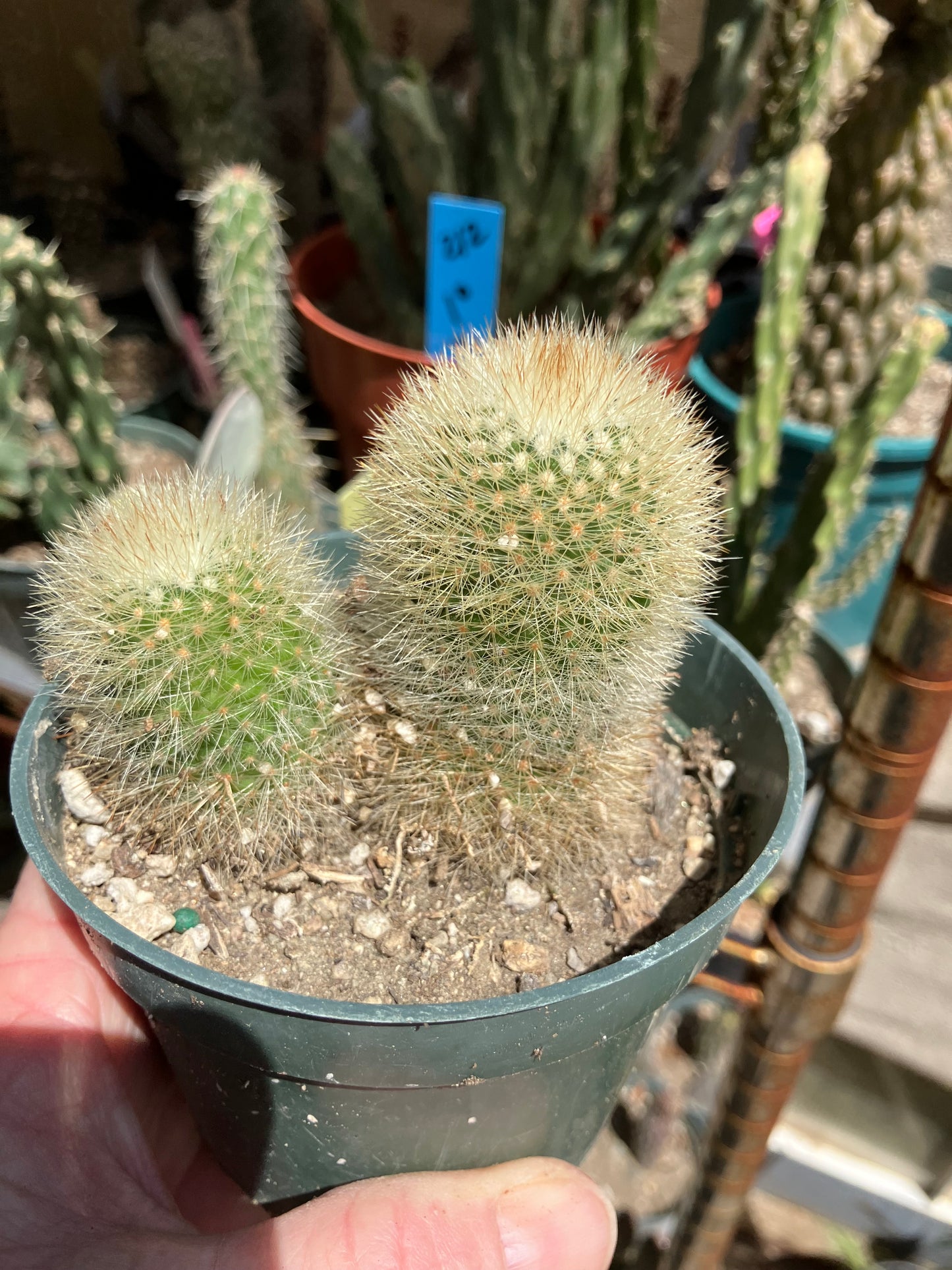 Notocactus Parodia scopa Silver Ball/Snowball Cactus 3" Tall #221B