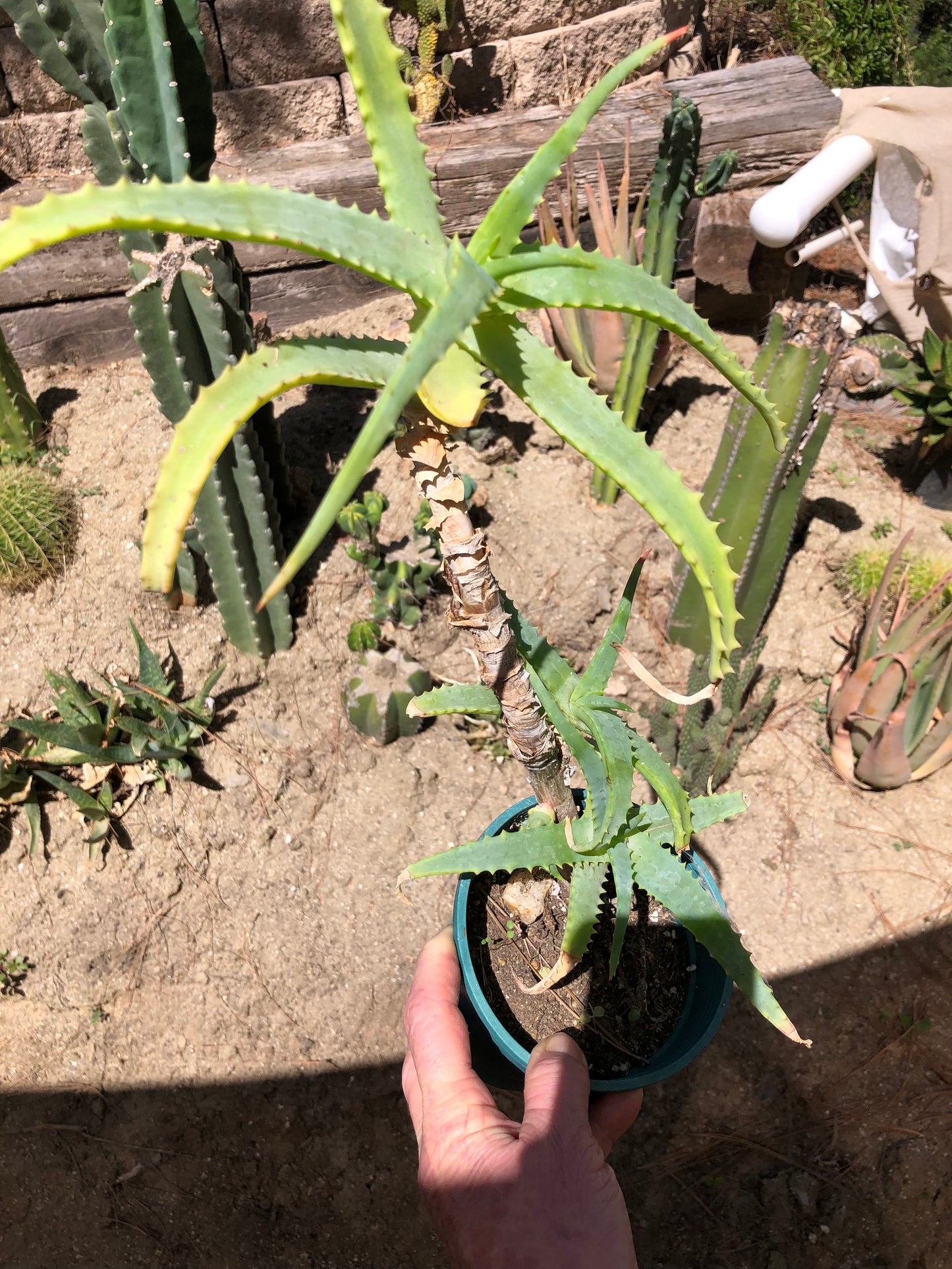 Aloe arborescens "Torch Aloe" 6 Year Old Living Plant Well Rooted 15" Tall #517W