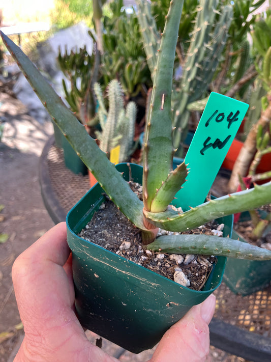 Aloe~ barberae Giant tree Aloe 6" Wide #104G