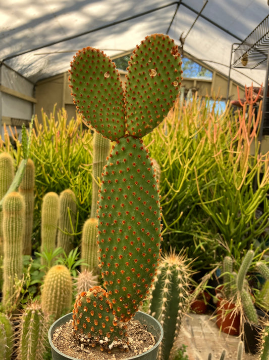 Opuntia microdasys Cinnamon Bunny Ears 11"Tall #11G