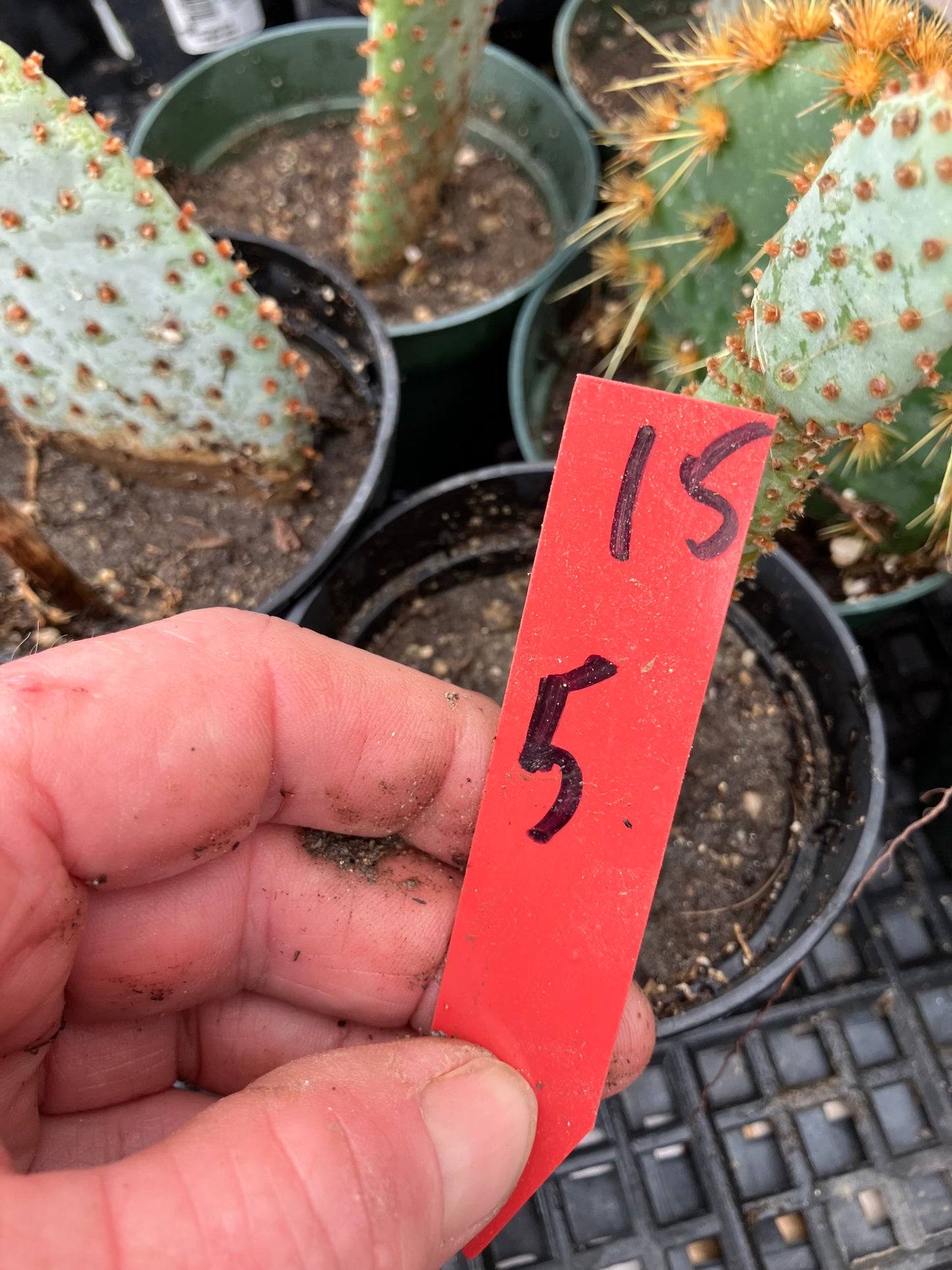 Opuntia Basilaris Beavertail Cactus 5"Tall #15R