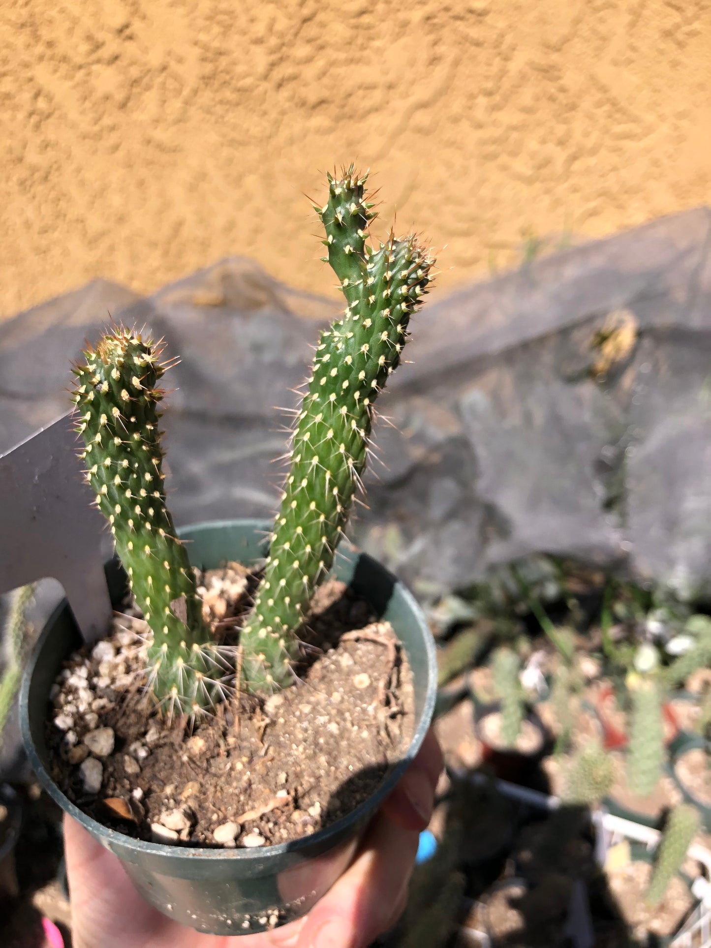 Cylindropuntia fulgida Cholla Boxing Glove Cactus Crest 5"Tall #3W