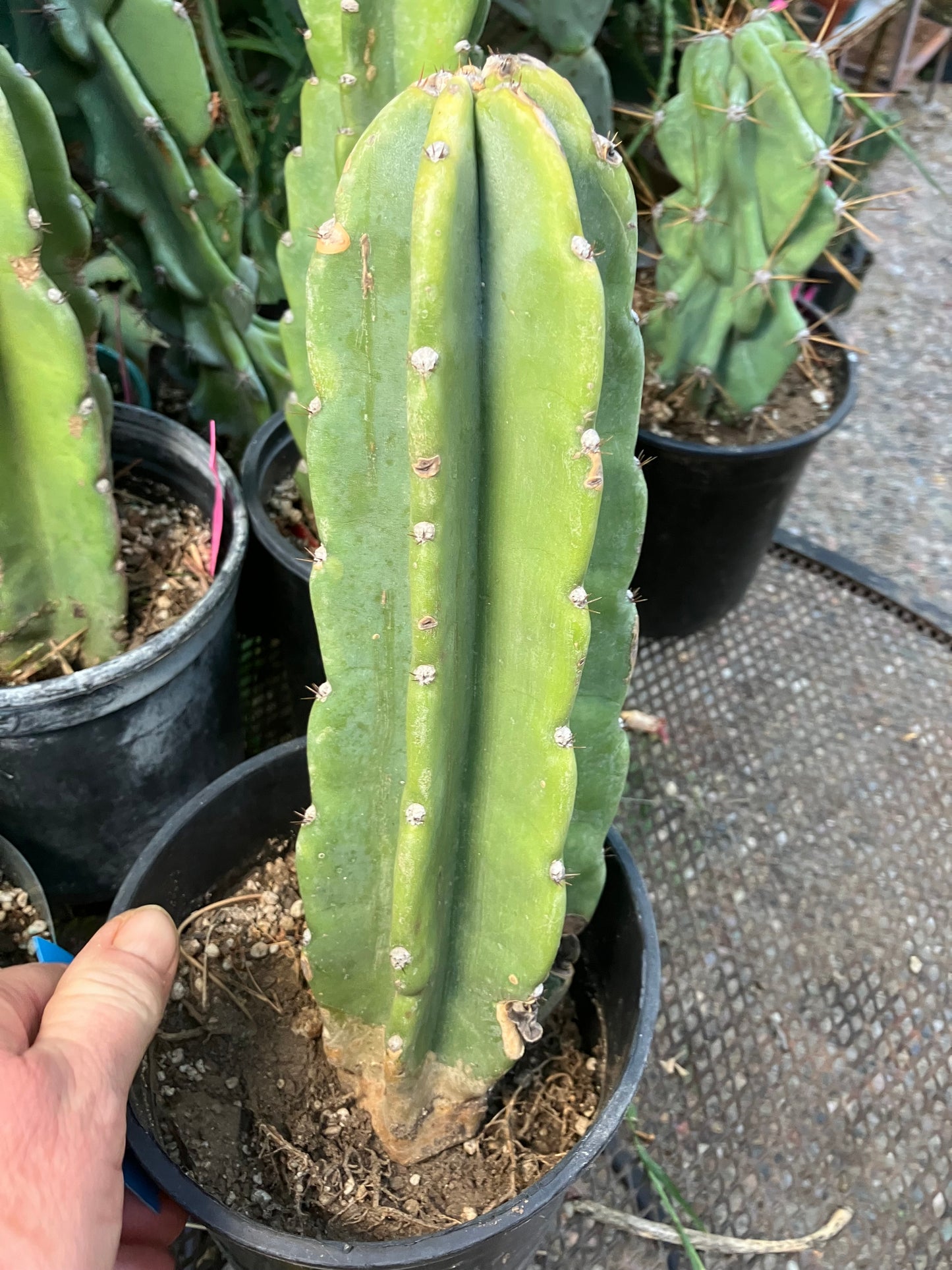 Cereus Peruvianus Night Blooming 11"Tall #110B