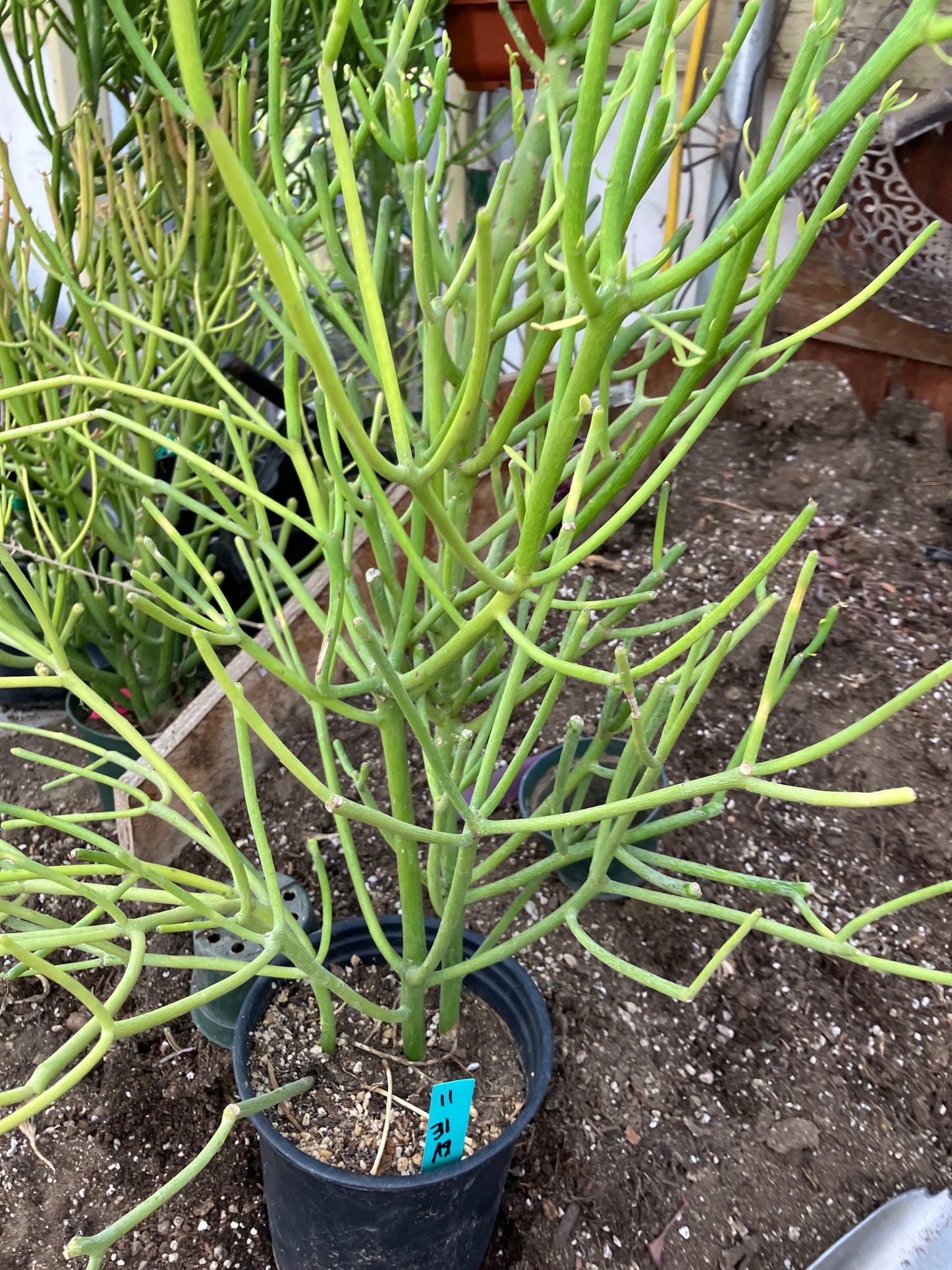 Euphorbia tirucalli Pencil Cactus/Succulent 31"Tall 19"Wide #11G