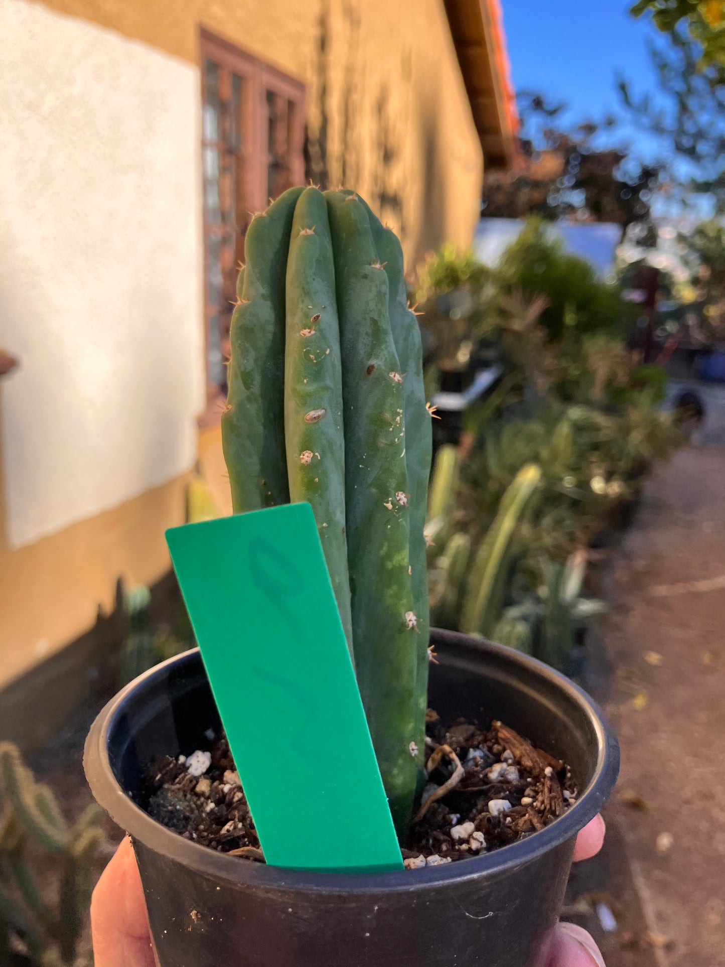 San Pedro Cactus - Trichocereus pachanoi 5"Tall #10P