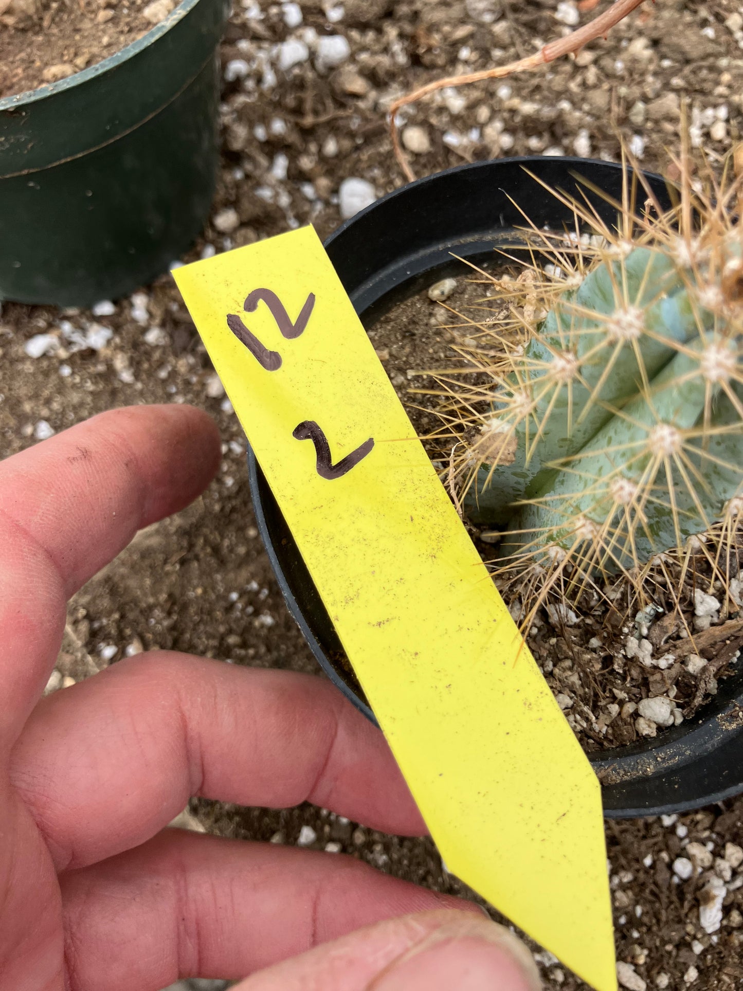 Pilosocereus Blue Azureus 2"Tall #12Y