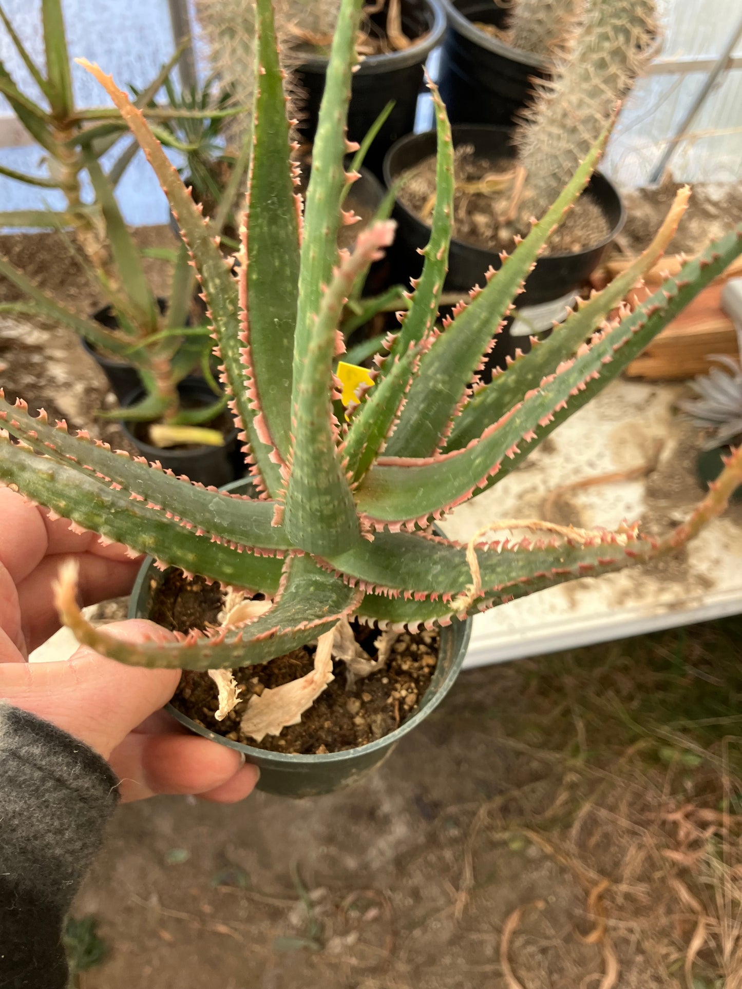 Aloe  Swordfish Succulent 8" Wide #100y