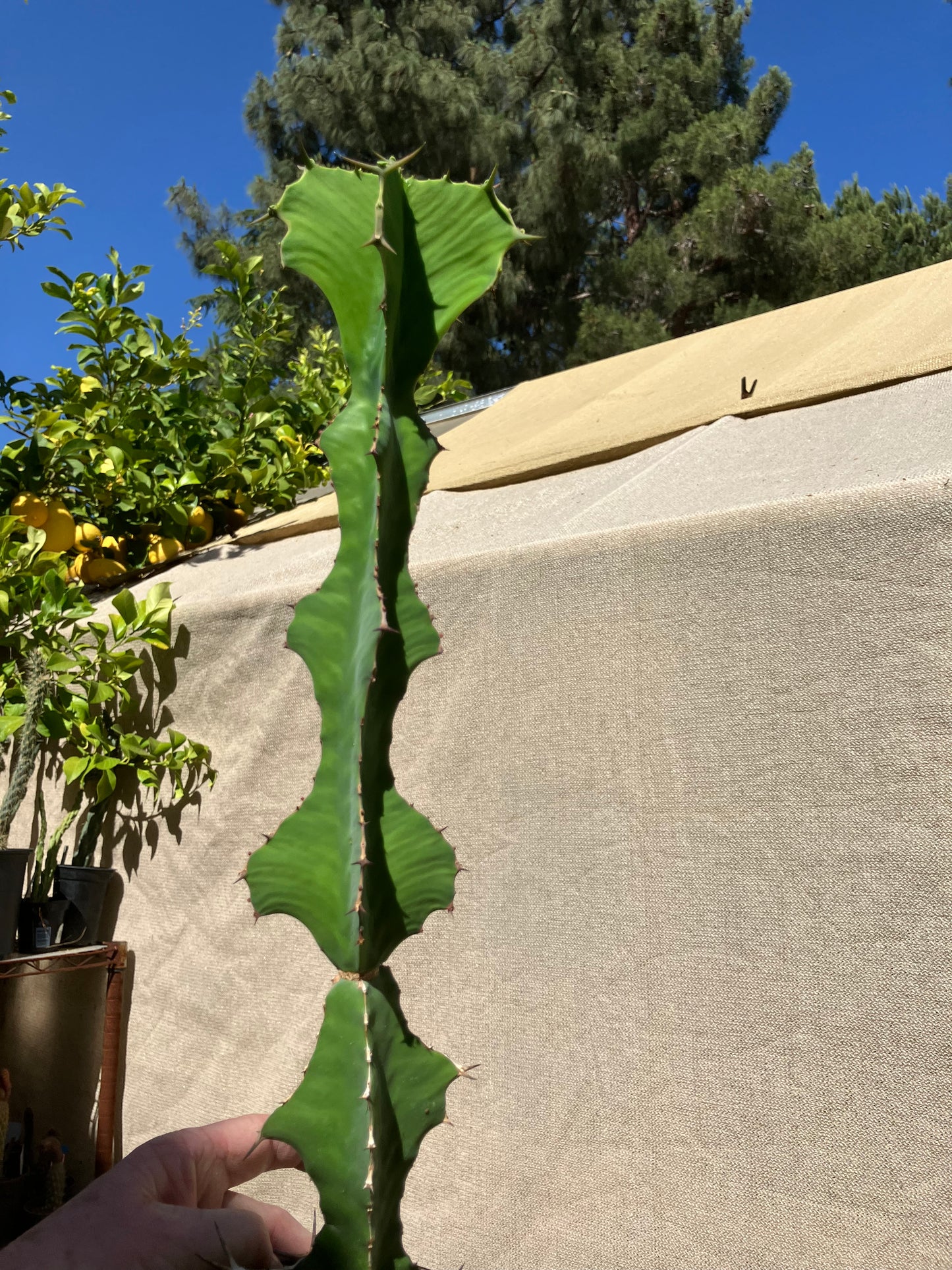 Euphorbia pseudocactus Zig Zag 17”Tall #130Y