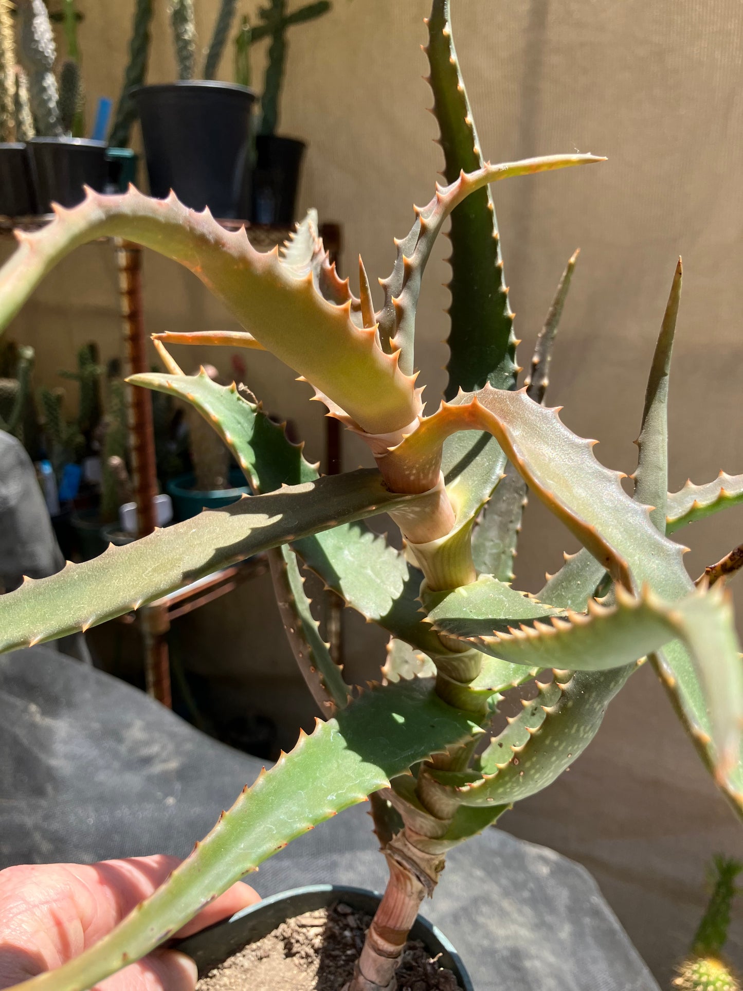 Aloe congolensis Congo Aloe Hybrid Succulent  9" Wide #97Y