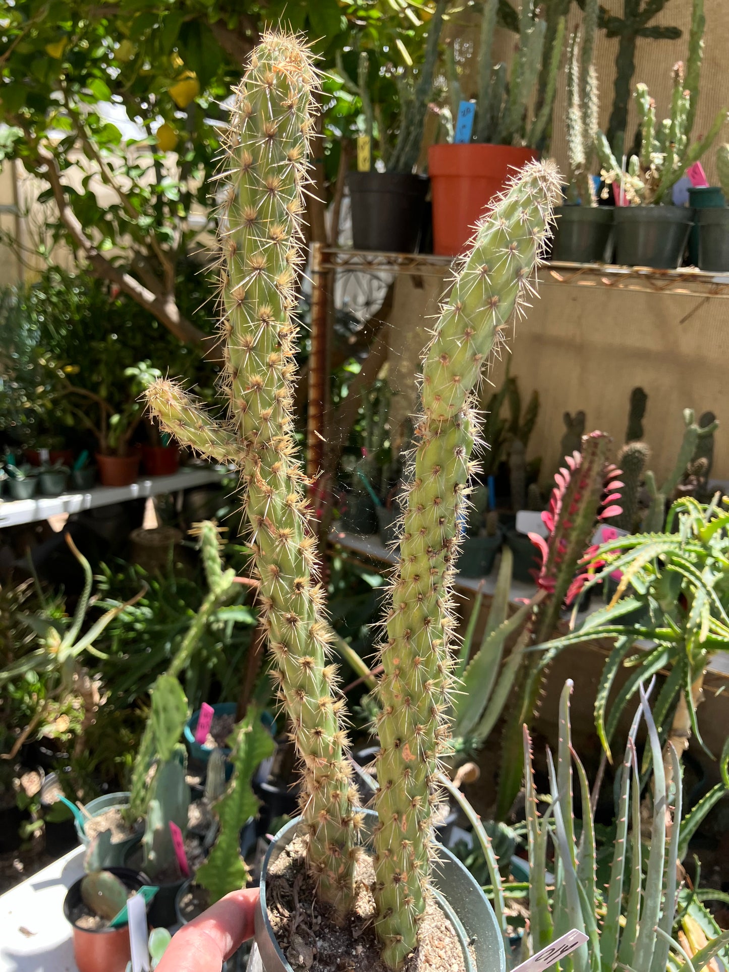 Cholla Cylindropuntia  Buckhorn  Cactus 14”Tall #014W