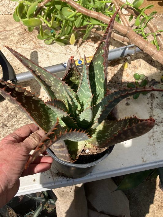 Aloe ~maculata "Soap Aloe" 10" Wide 10" Tall  #107Y