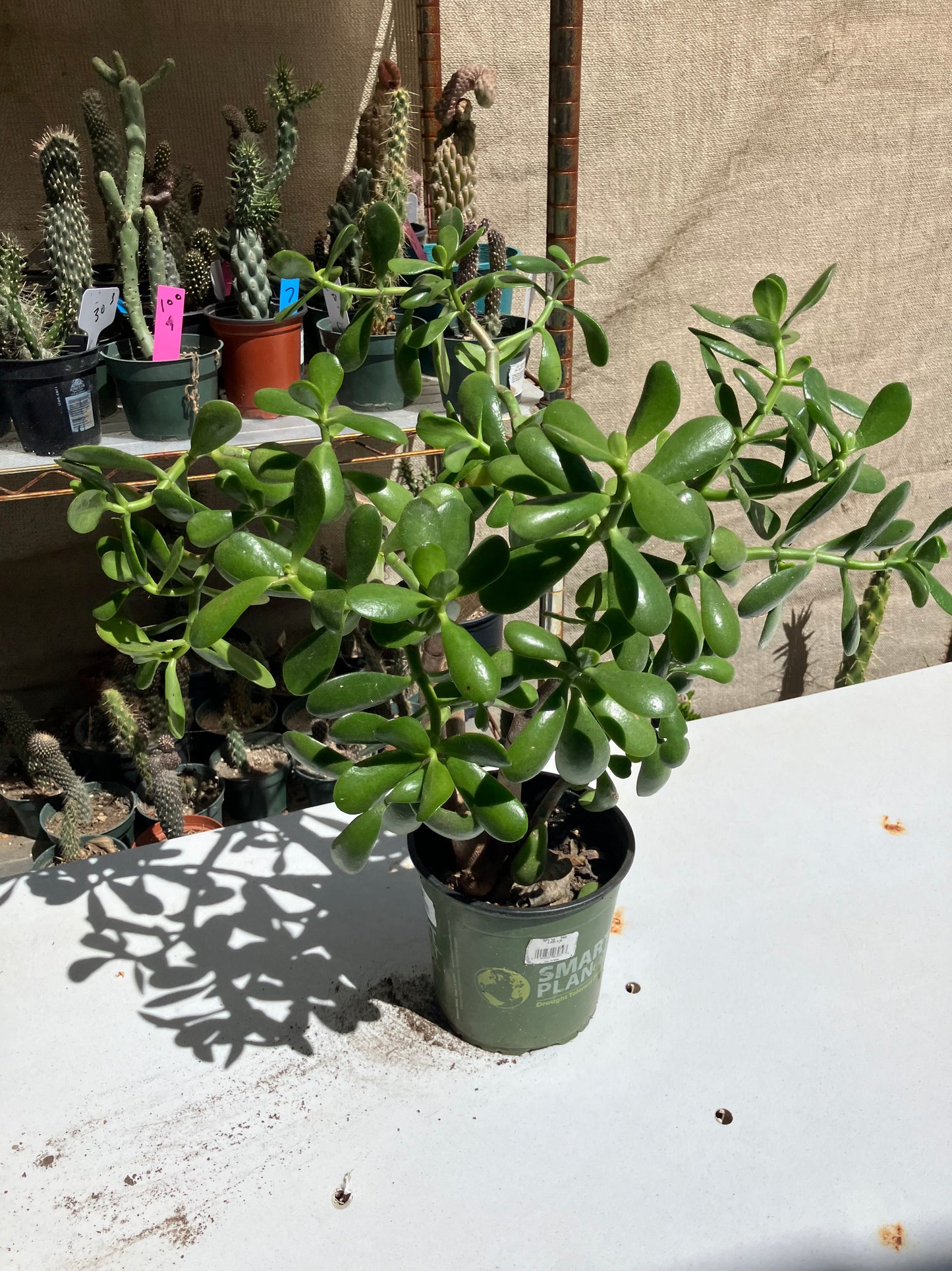 Crassula Ovata Money Jade 17”T 18”W #178B