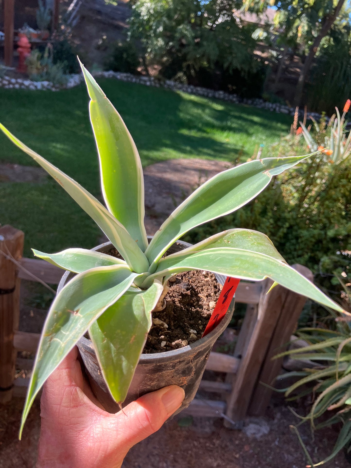 Agave~ Fox Tail Agave Attenuata  variegated 8" Tall 7"Wide #700R