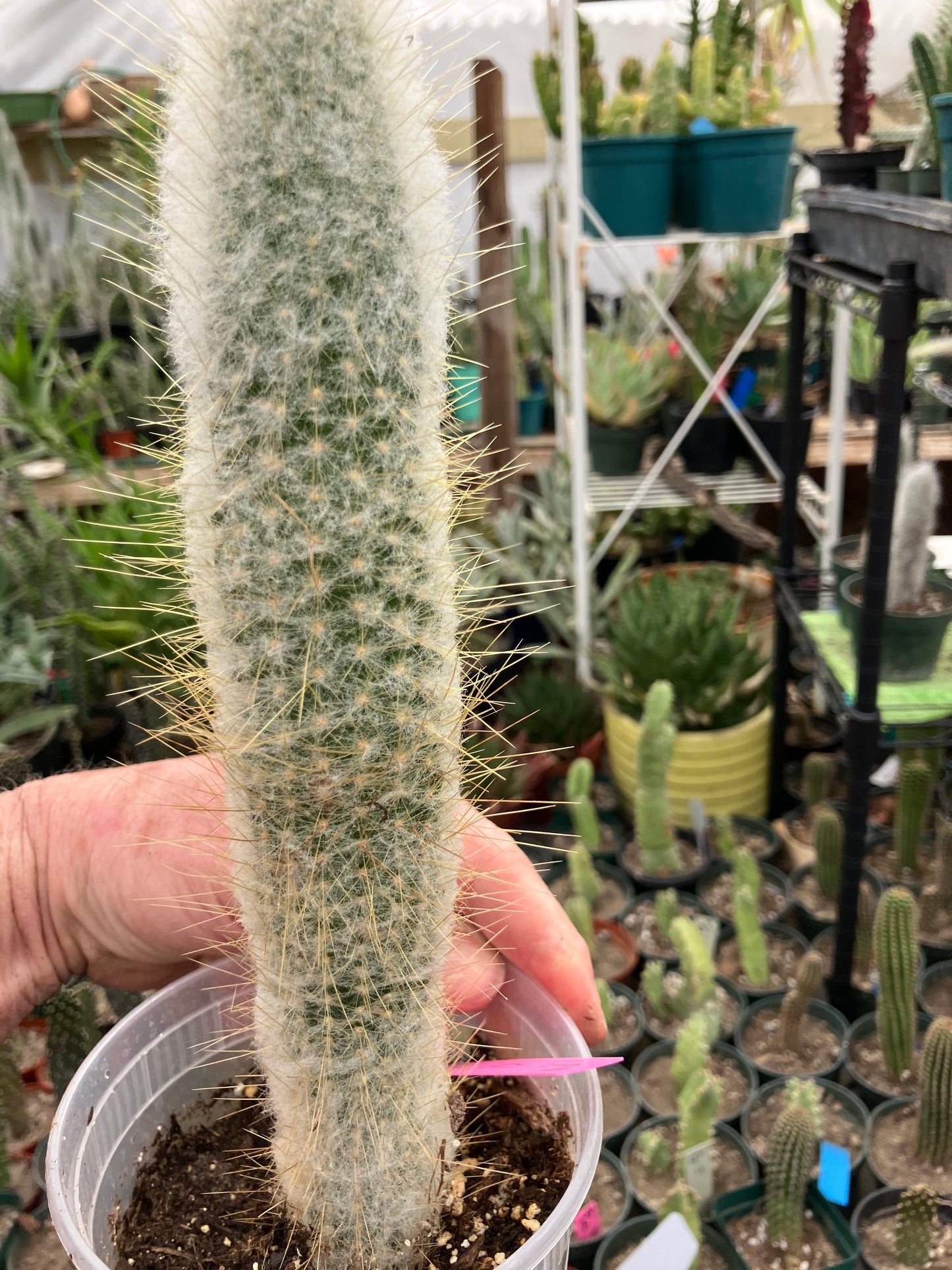 Cleistocactus Strausii Silver Torch Cactus 10”Tall #180P