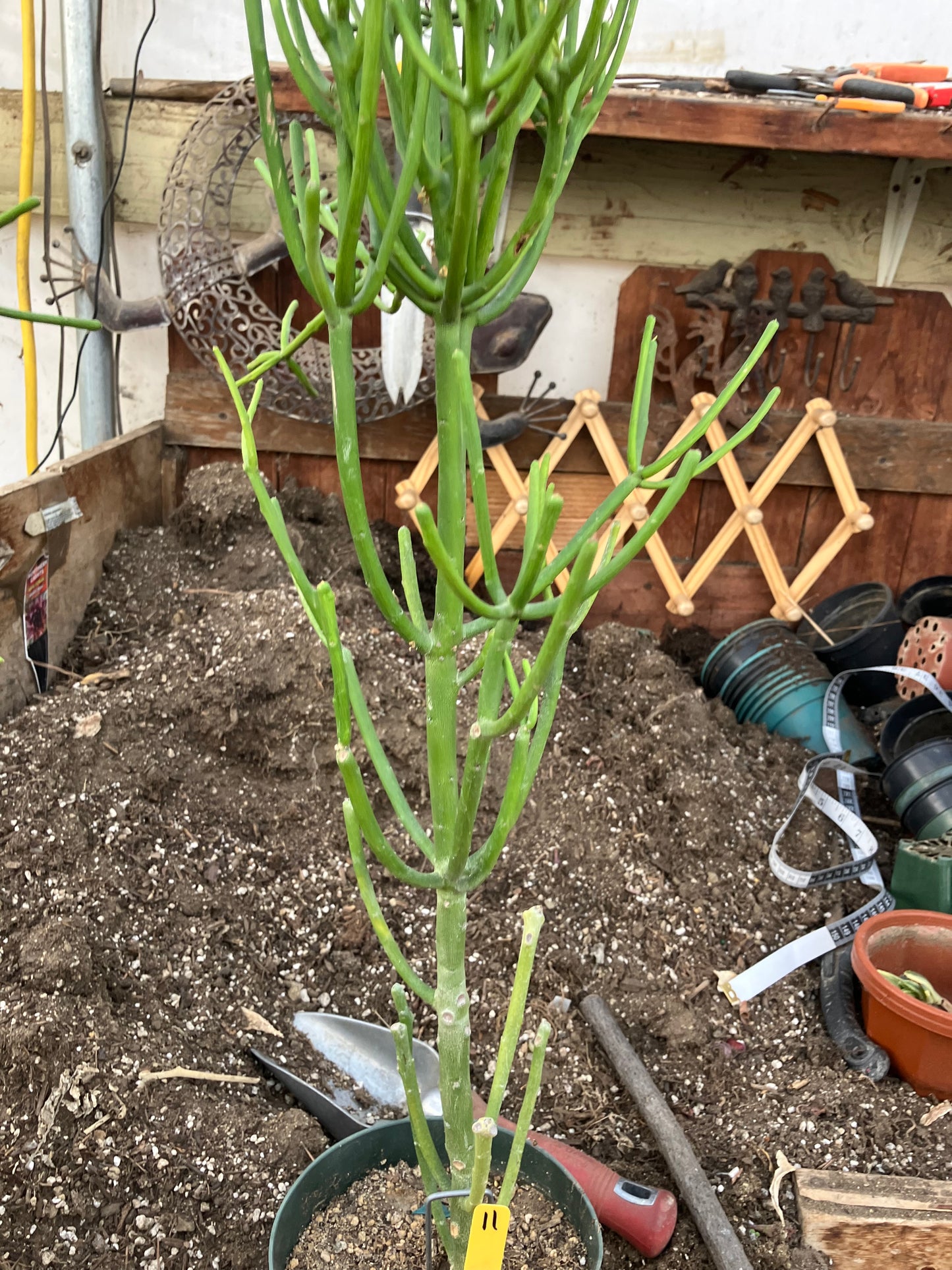 Euphorbia tirucalli Pencil Cactus 29"Tall 9"Wide #11Y