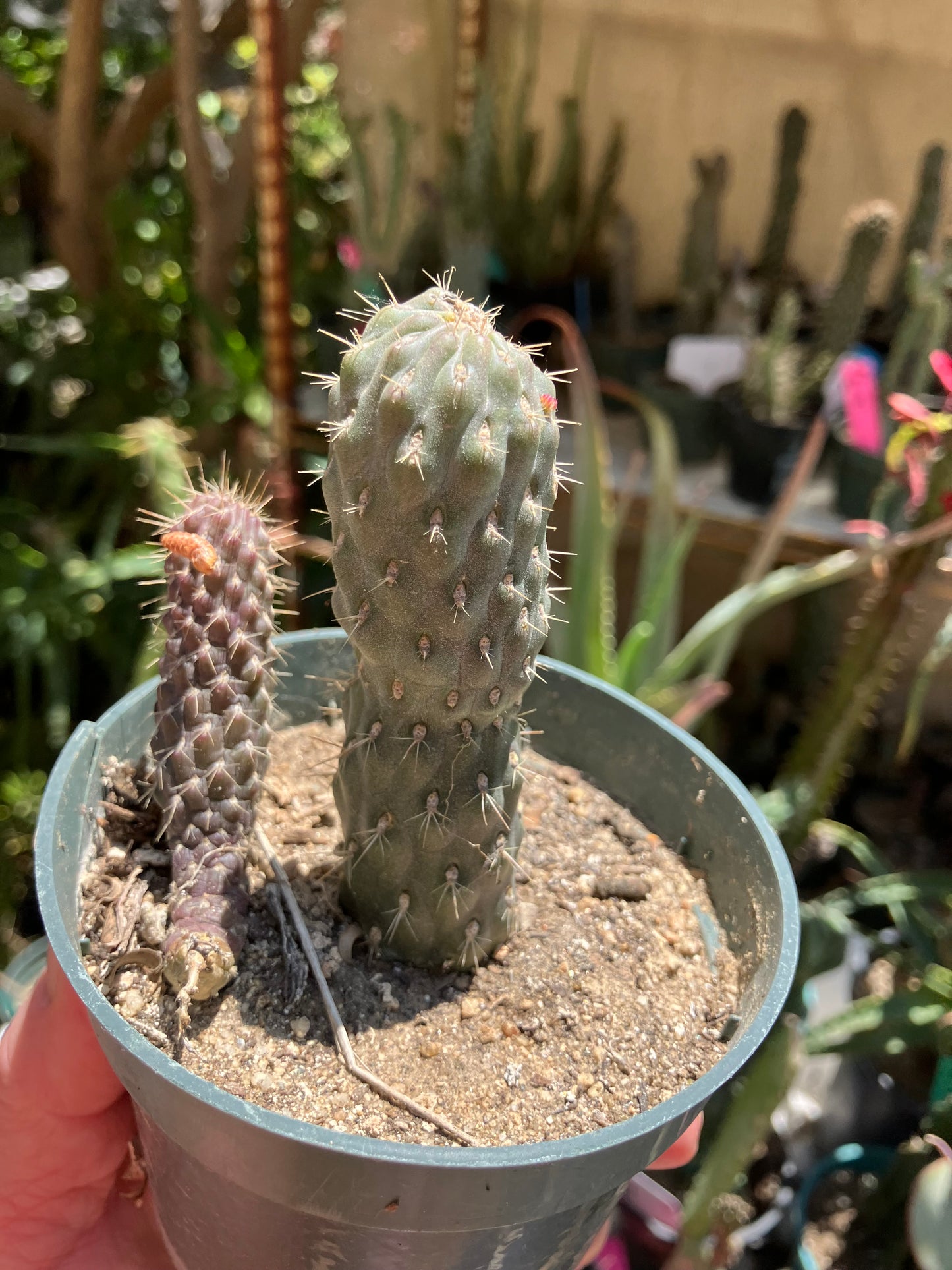 Cylindropuntia fulgida Cholla Boxing Glove Cactus Crest 3.5"Tall #355B