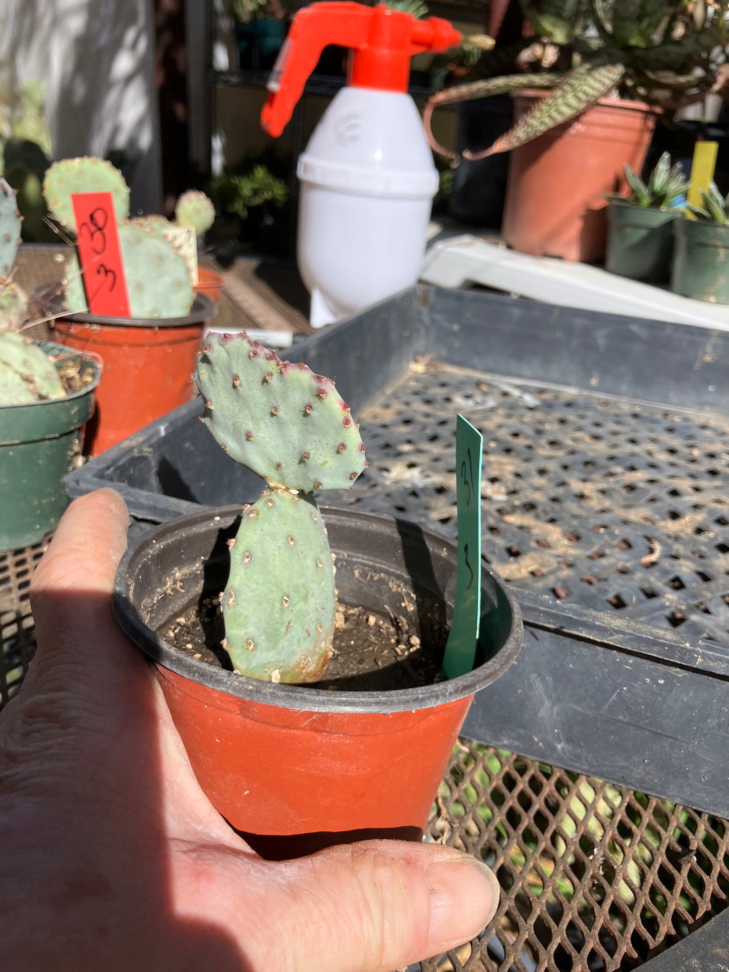 Opuntia Santa Rita Purple Prickly Pear 3”Tall #31G