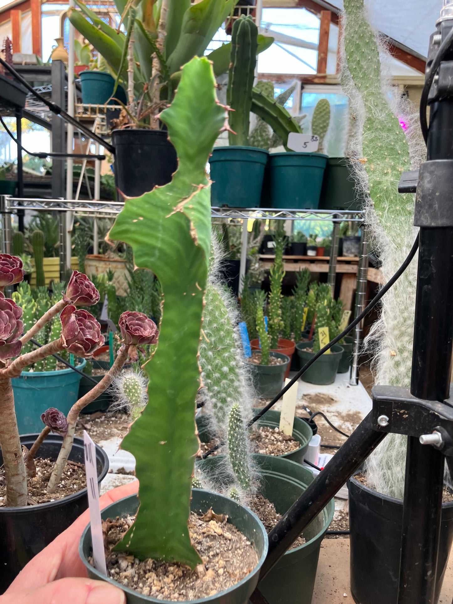 Euphorbia pseudocactus Zig Zag 11”Tall #011W